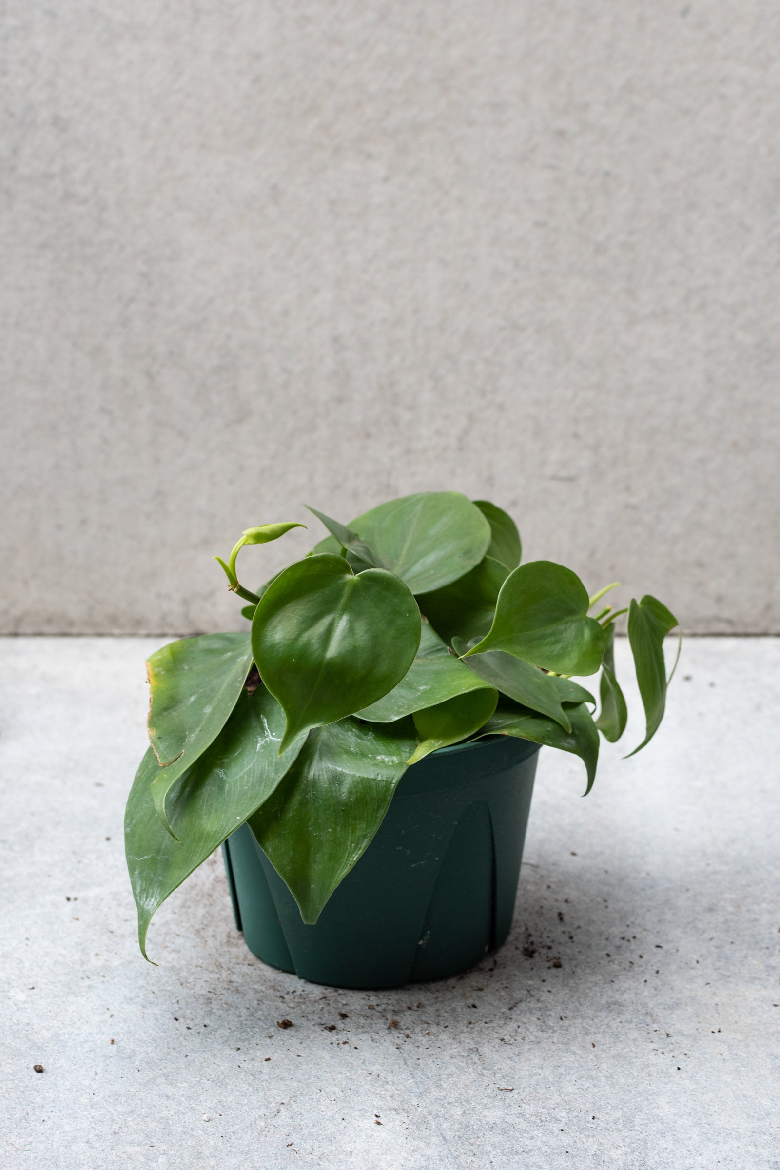 Philodendron cordatum in a 6 inch growers pot against a grey wall.