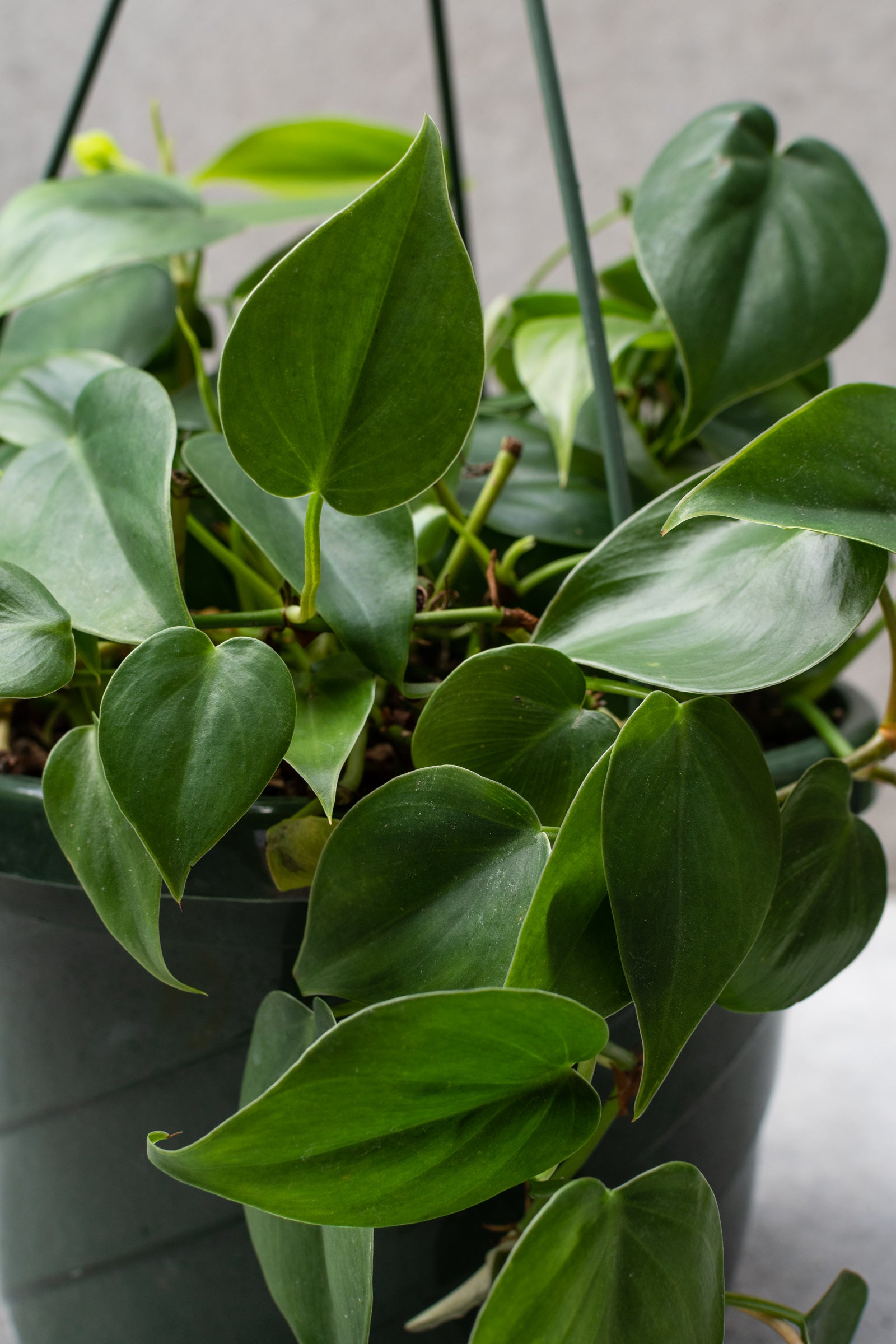 The winding vine and close up picture of the leaves of the Philodendron cordatum. ©Sprout Home