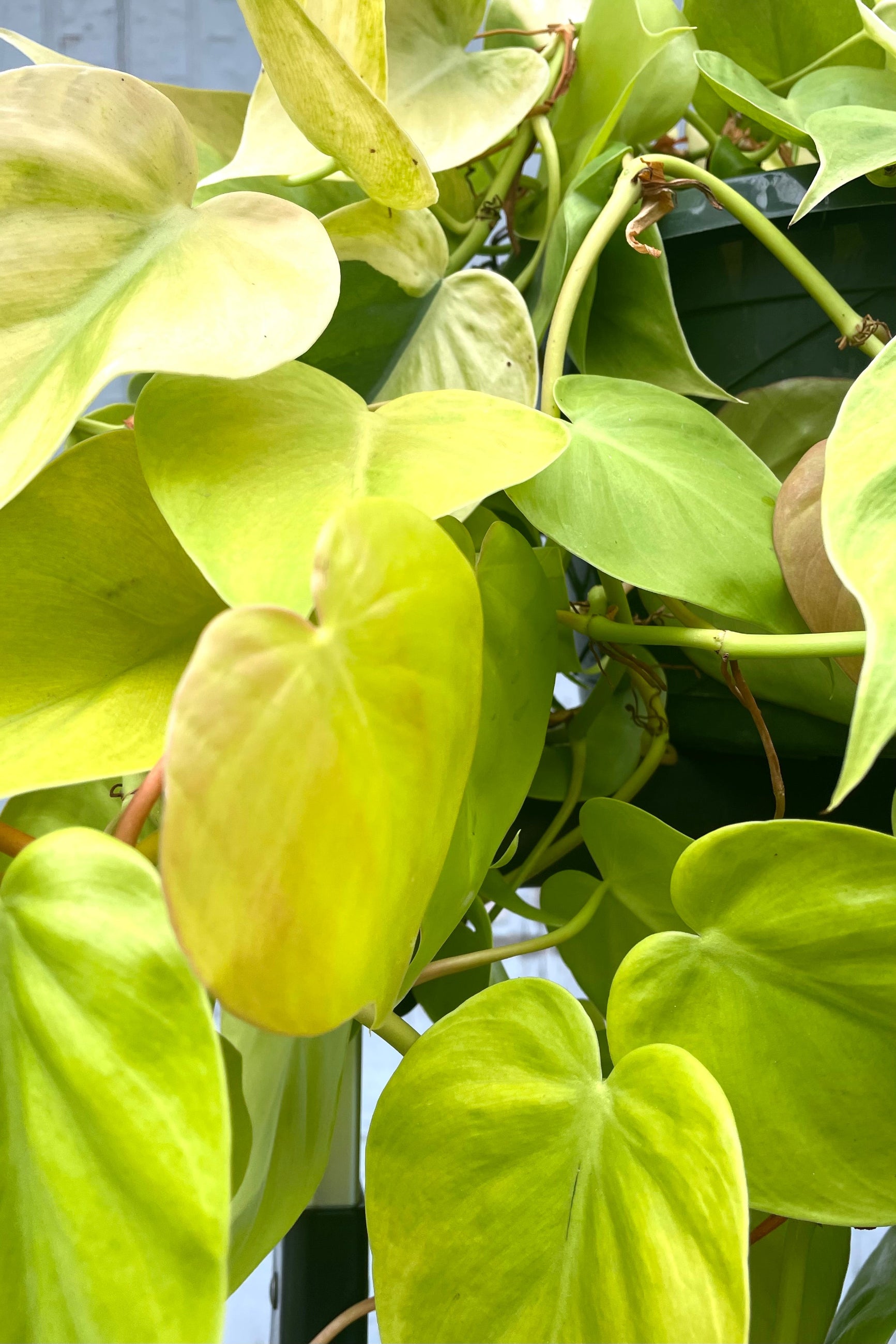 A detailed view of Philodendron cordatum 'Aureum' 10" against wooden backdrop ©Sprout Home