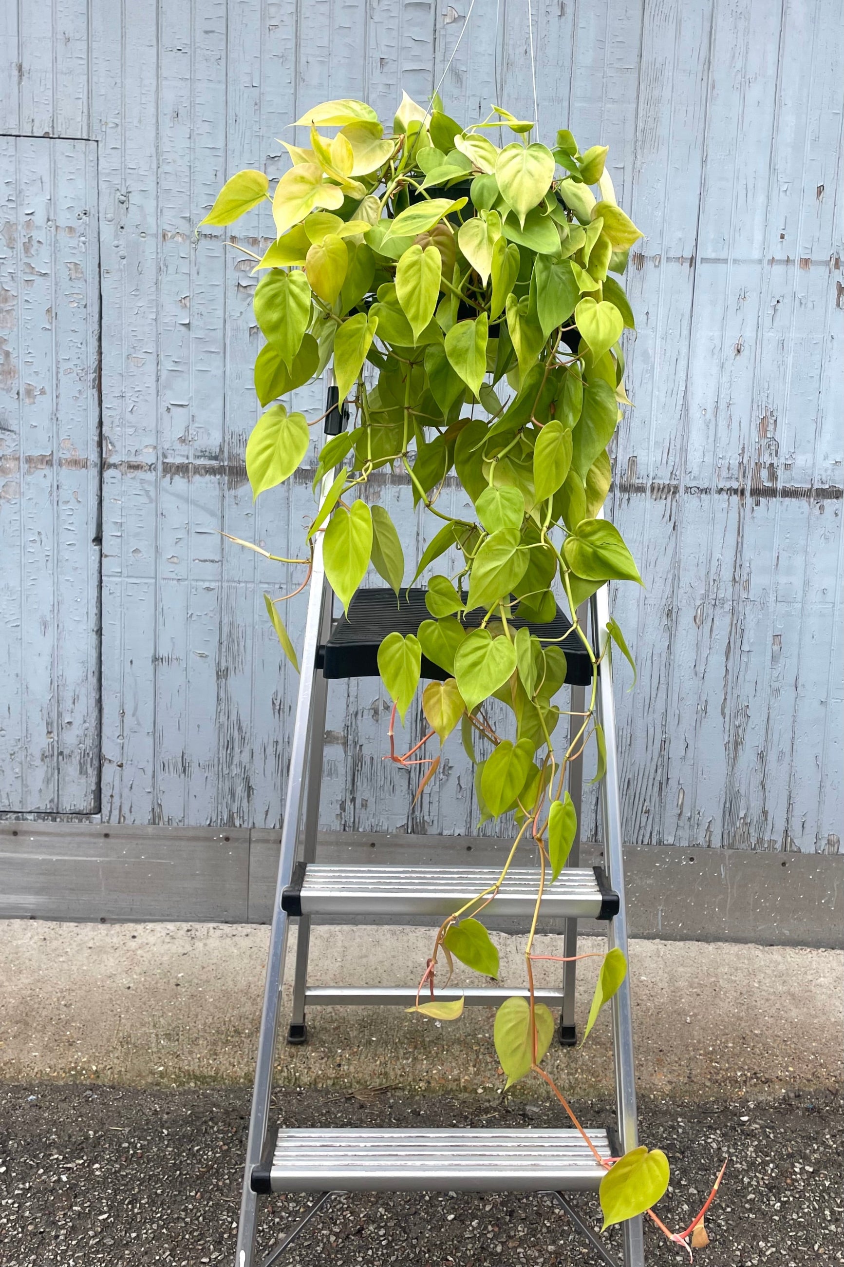 A full view of Philodendron cordatum 'Aureum' 10" in a hanging grow pot sat on a ladder against wooden backdrop ©Sprout Home
