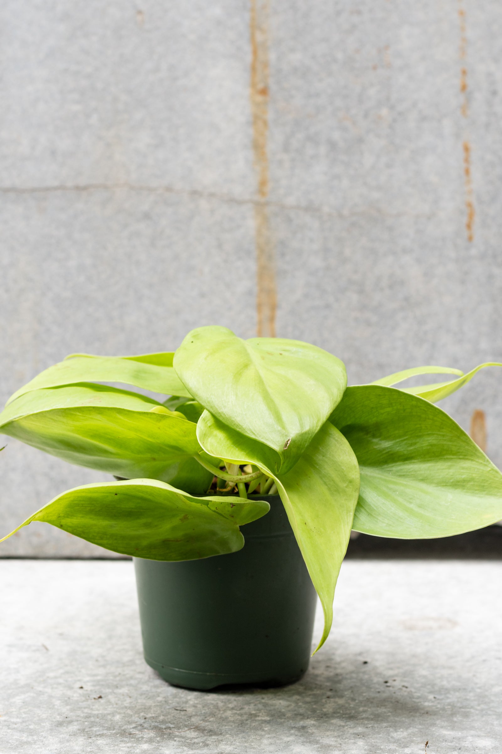 Philodendron Aureum in a 4" growers pot against a cement wall ©Sprout Home
