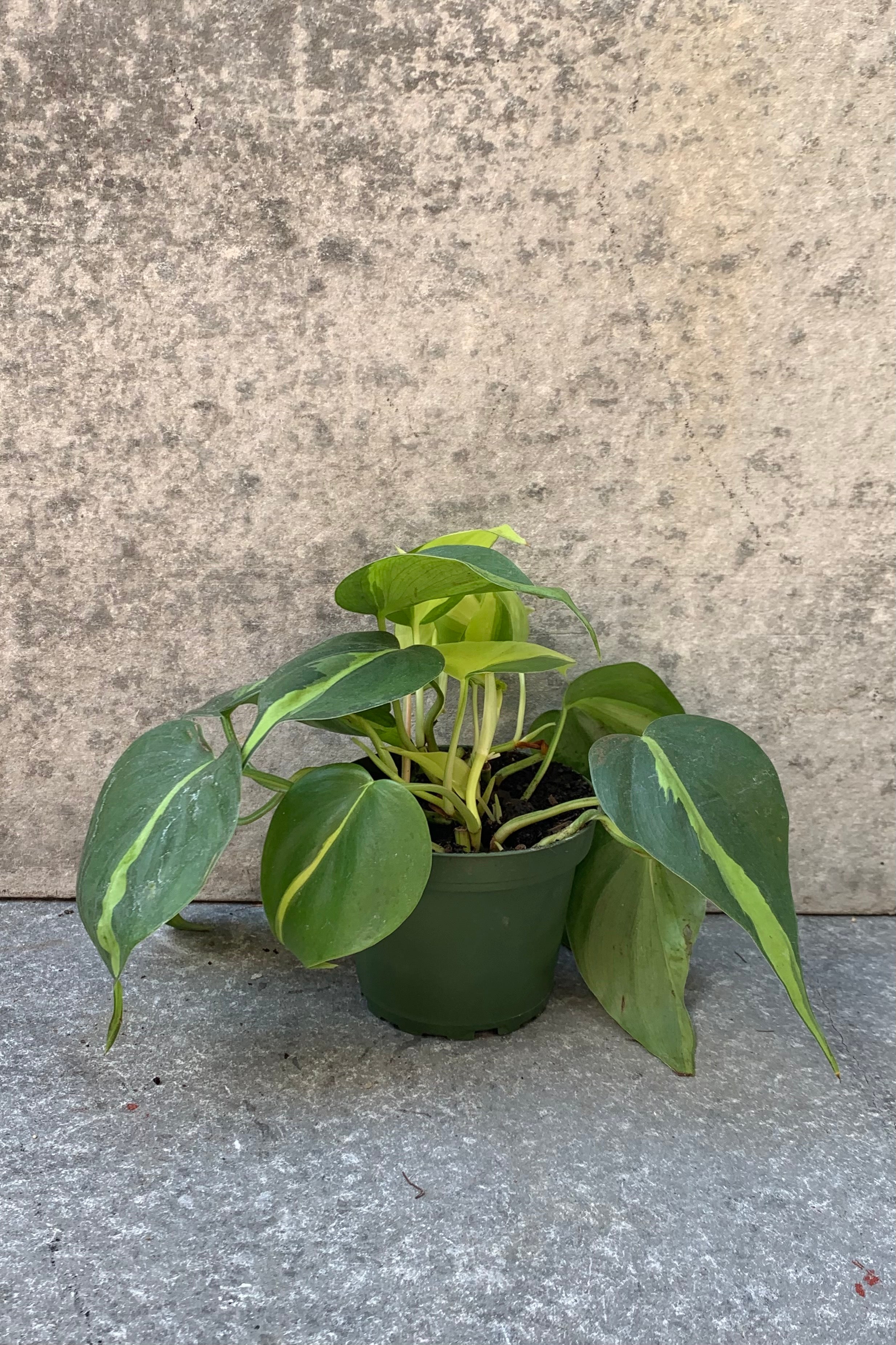 Philodendron cordatum 'Brasil' in a 4 inch pot.