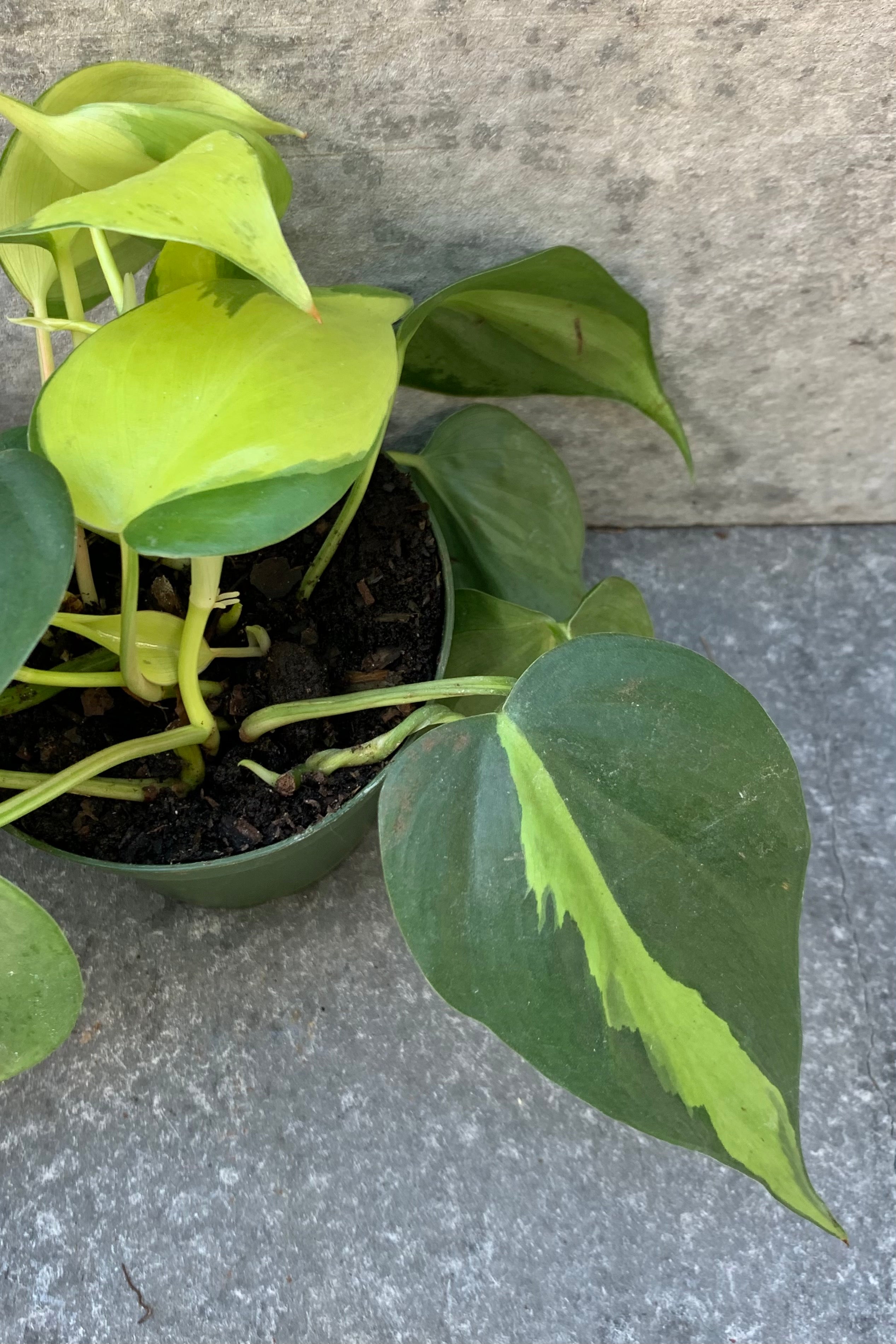 Philodendron cordatum 'Brasil' plant detail of its leaves.