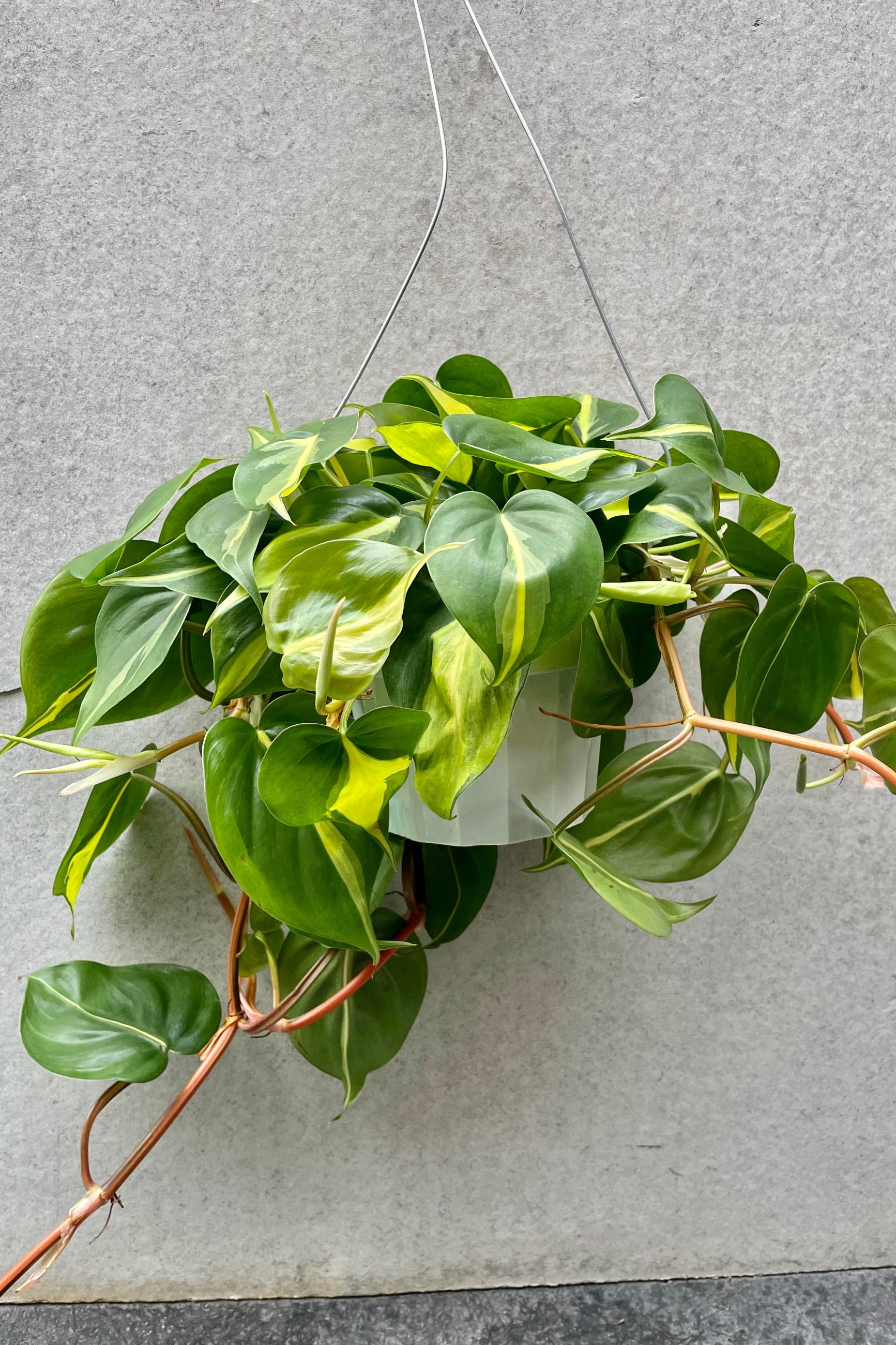 The Philodendron cordatum 'Brasil' 6 hangs against a grey backdrop in a hanging basket. ©Sprout Home