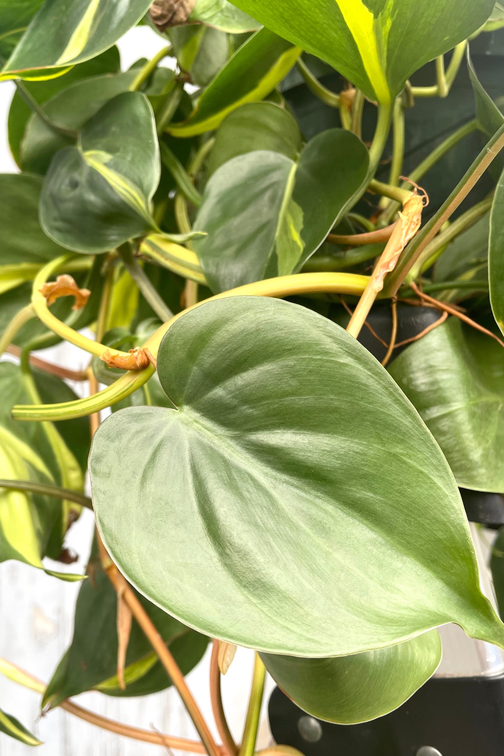 A detailed view of Philodendron cordatum 'Brasil' 8" premium ©Sprout Home