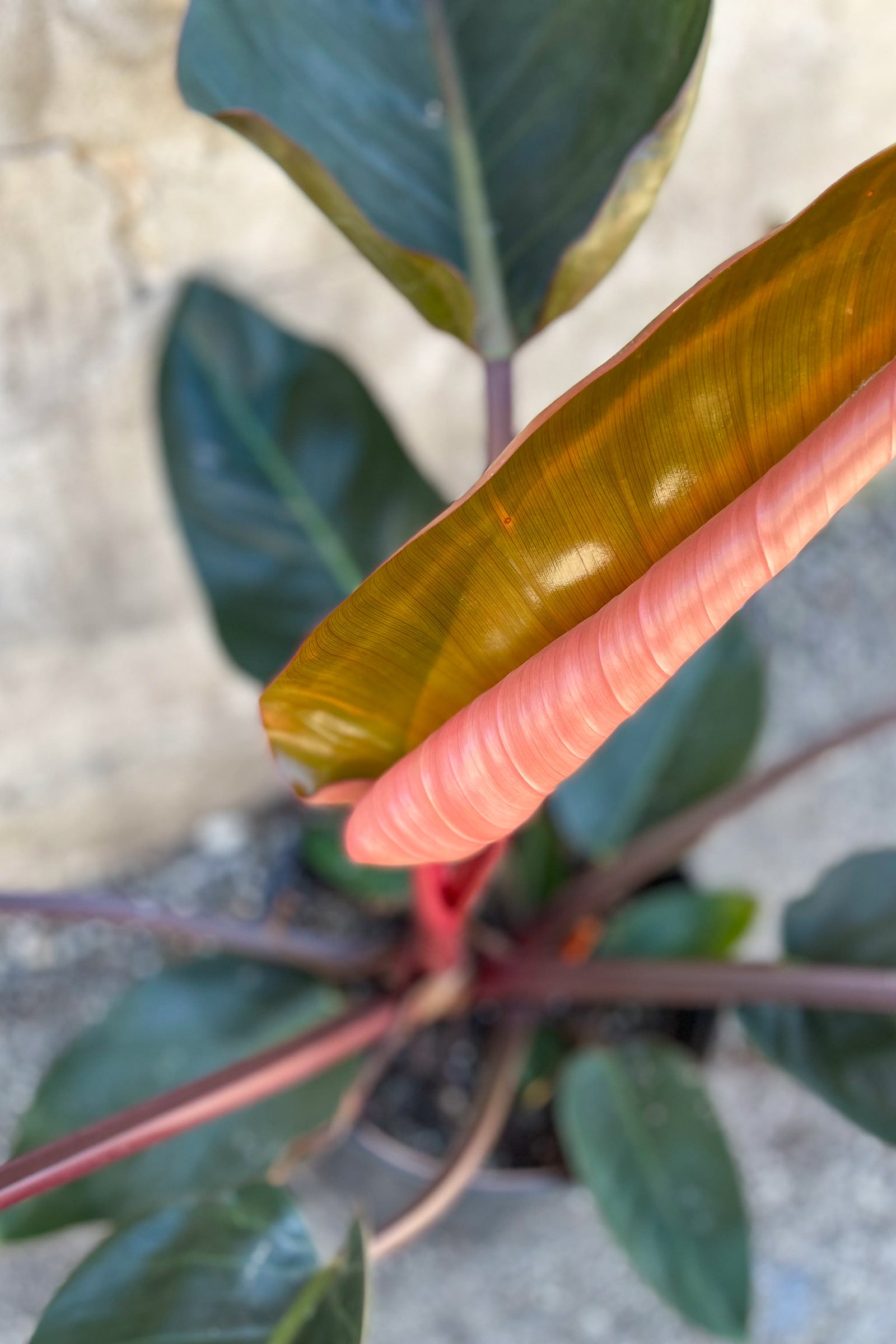 Close up of Philodendron 'Congo Rojo' unfurling leaf ©Sprout Home