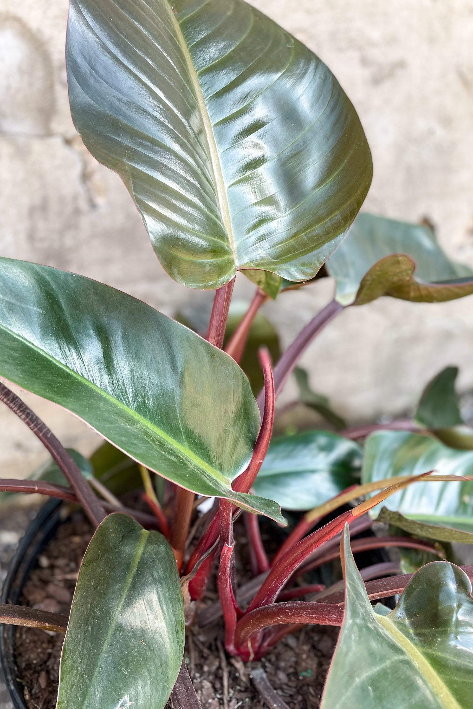 Close up of Philodendron 'Congo Rojo' foliage ©Sprout Home