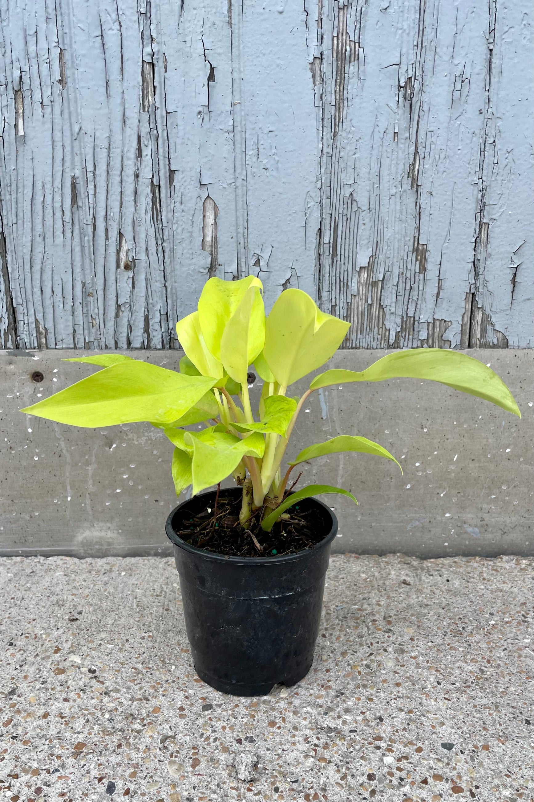 A full view of Philodendron domesticum 'Lemon Lime' 5" against wooden backdrop ©Sprout Home