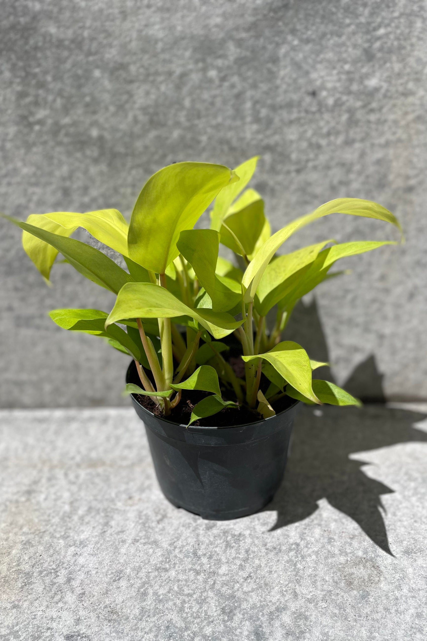 Philodendron domesticum 'Lemon Lime' in front of grey background ©Sprout Home