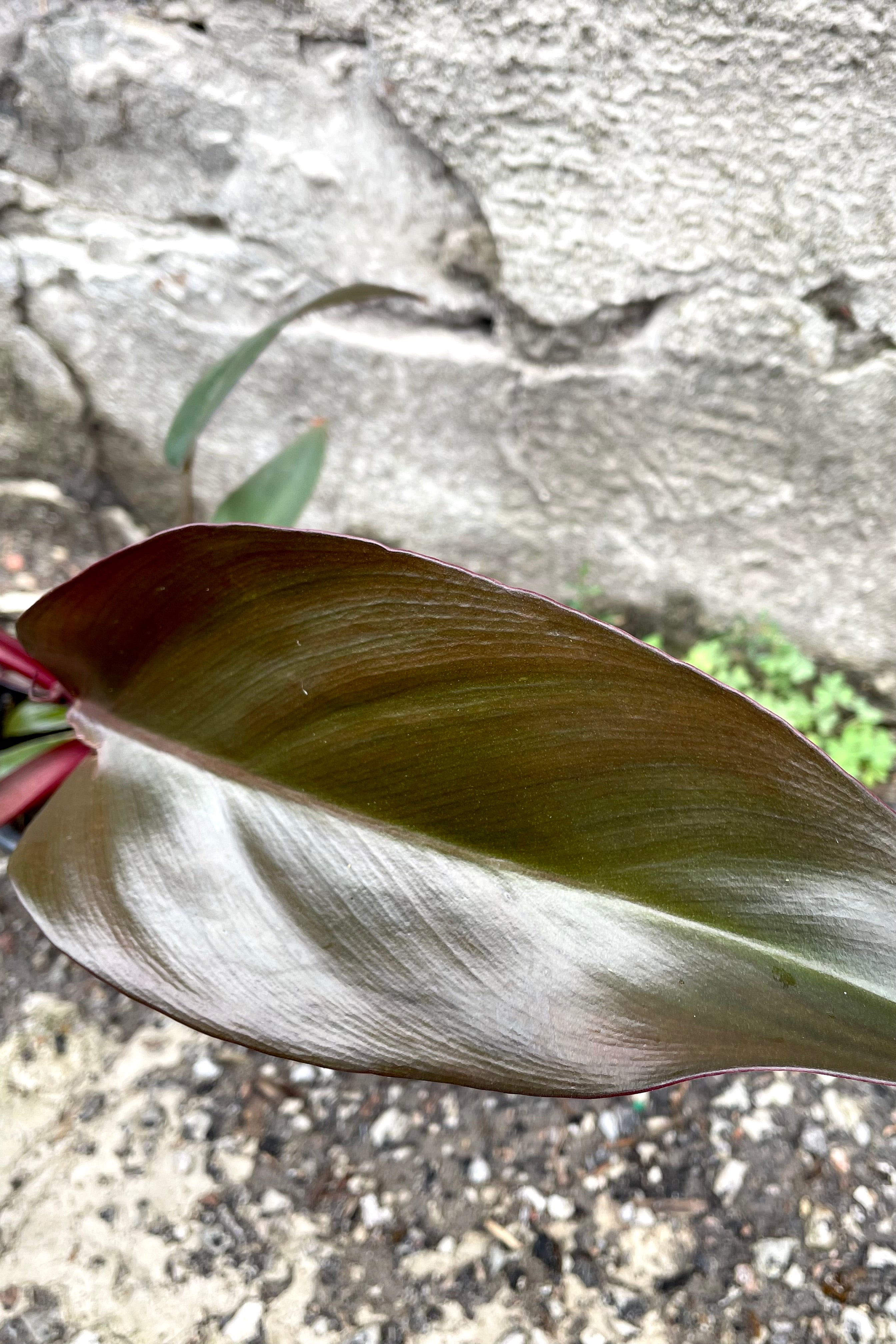 A close-up view of the leaf of the 4" Philodendron erubescens 'Dark Lord' against a concrete backdrop