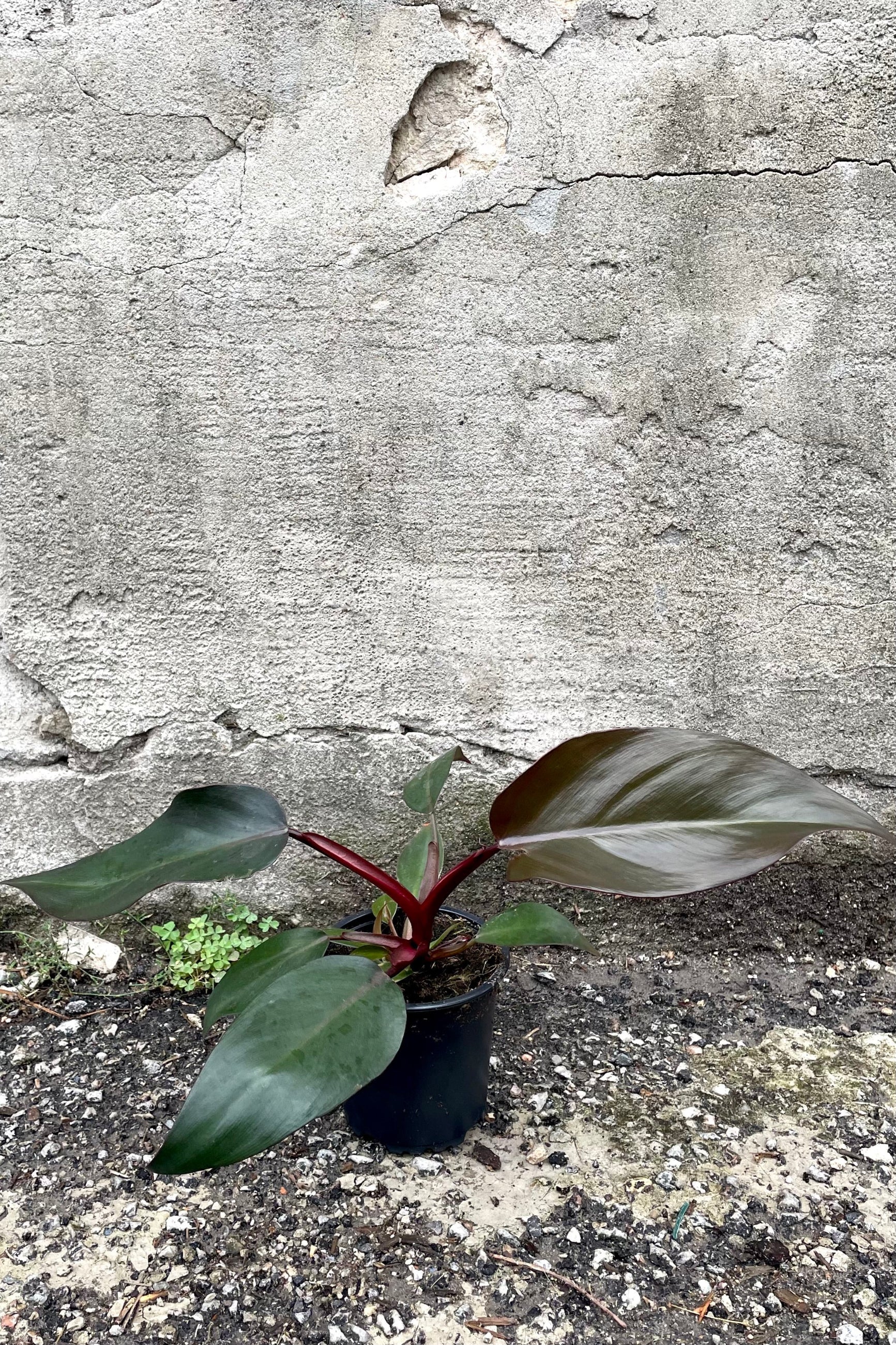 A frontal view of the 4" Philodendron erubescens 'Dark Lord' in a grow pot against a concrete backdrop ©Sprout Home