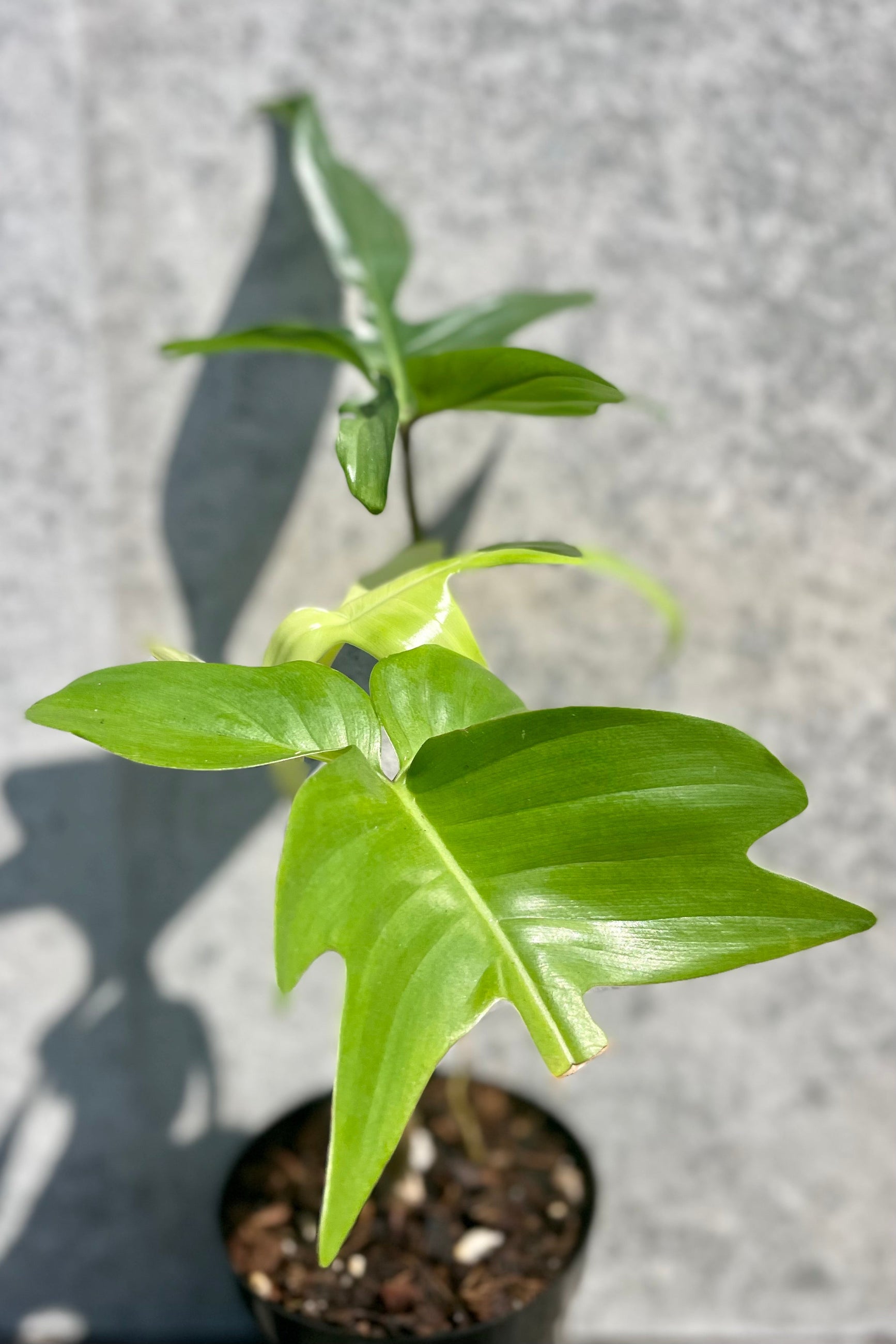 philodendron pedatum vs florida ghost Philodendron 'Florida Ghost' 4.5" at SPROUT HOME