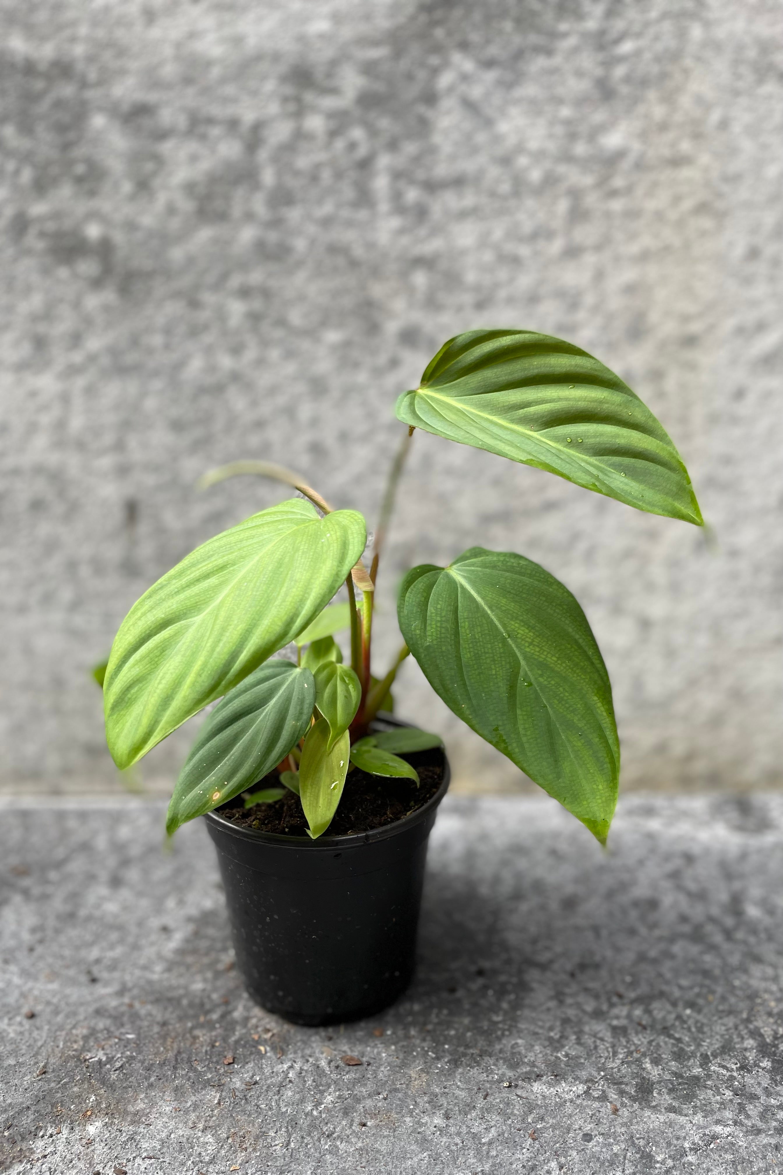 Philodendron sp. 'Fuzzy Petiole' in grow pot in front of grey background