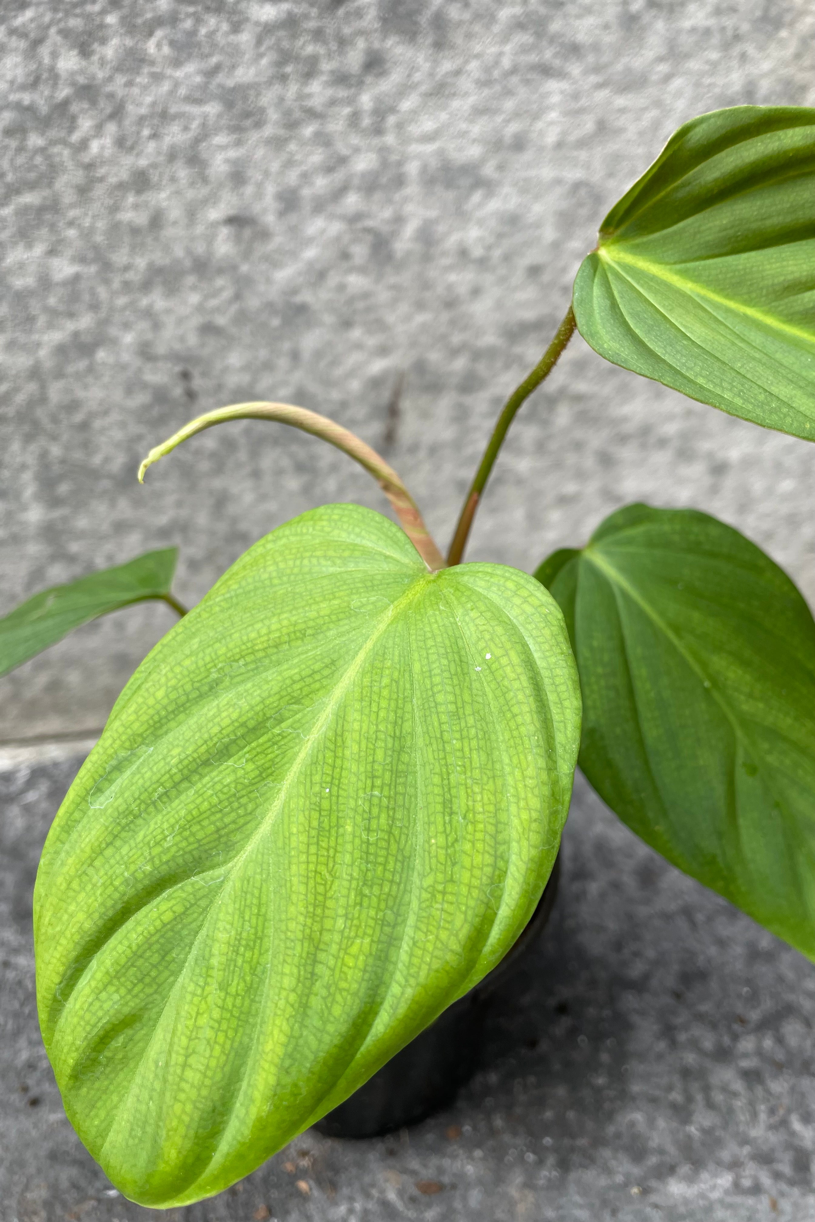 Close up of Philodendron sp. 'Fuzzy Petiole' leaves