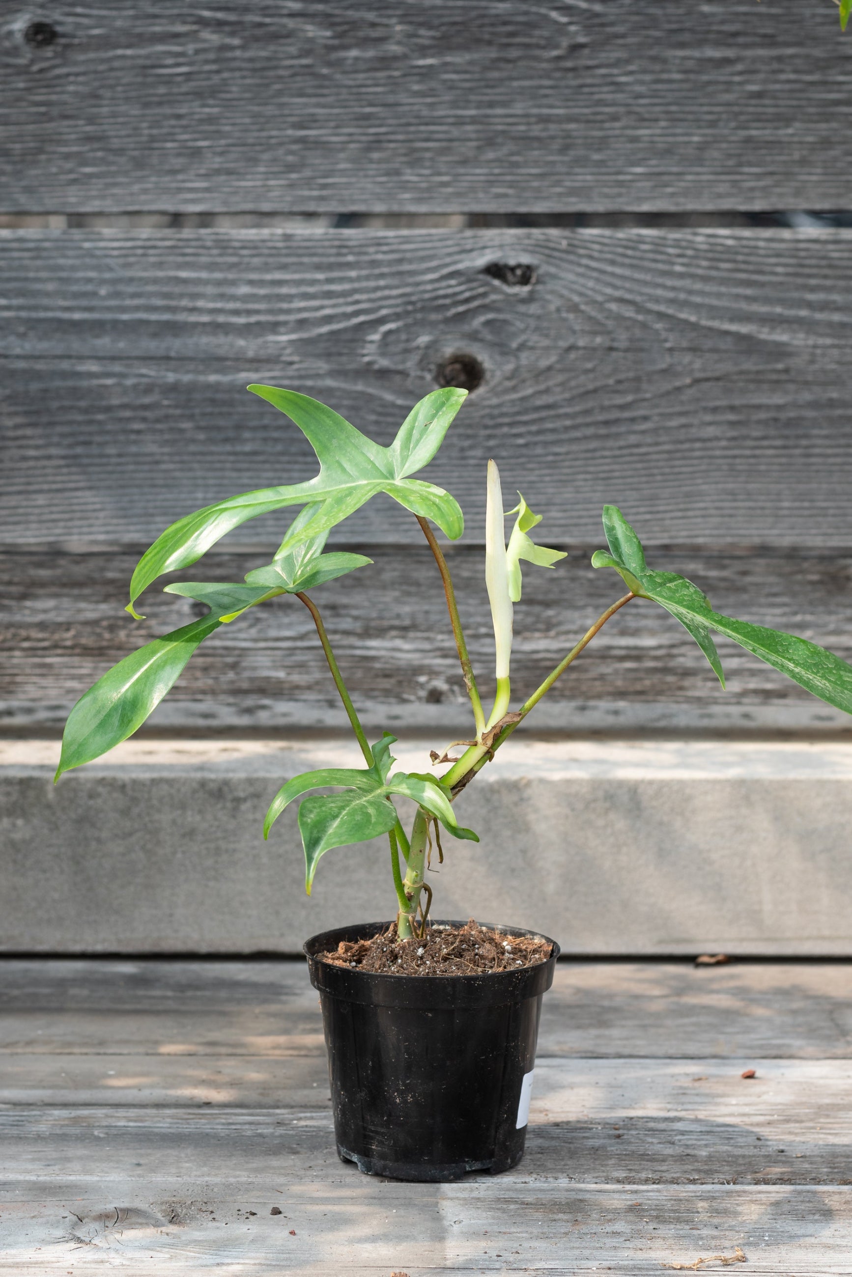 Philodendron 'Florida Green' plant in a 4" growers pot against a wood wall ©Sprout Home