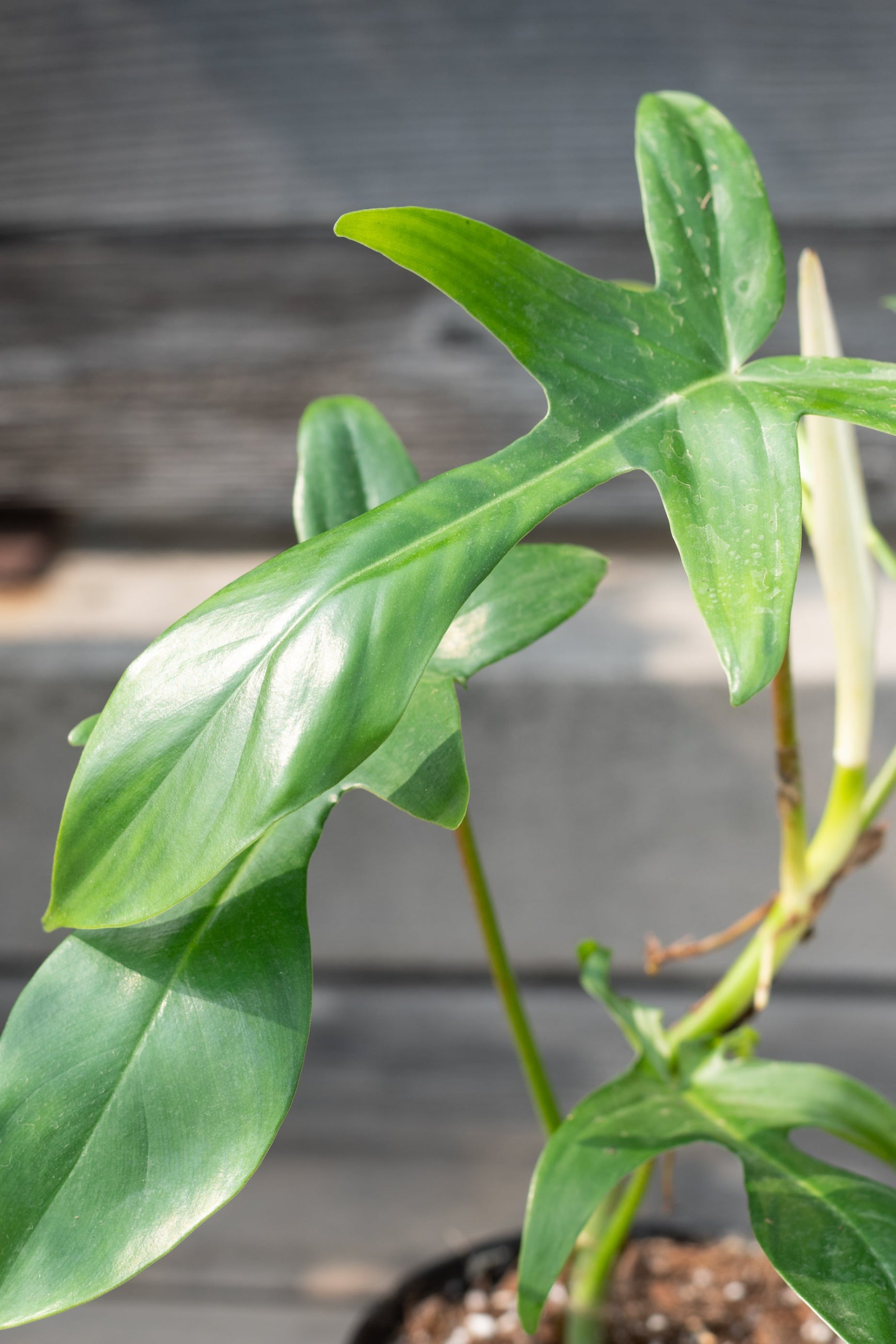 A potted Philodendron 'Florida Green' plant with green leaves showing the plant's natural texture and a support structure for climbing or trailing. ©Sprout Home
