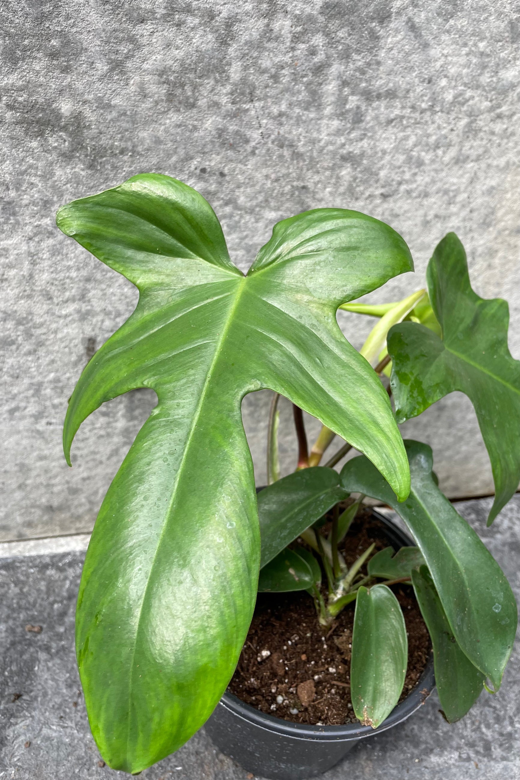 Philodendron 'Florida Green' 6