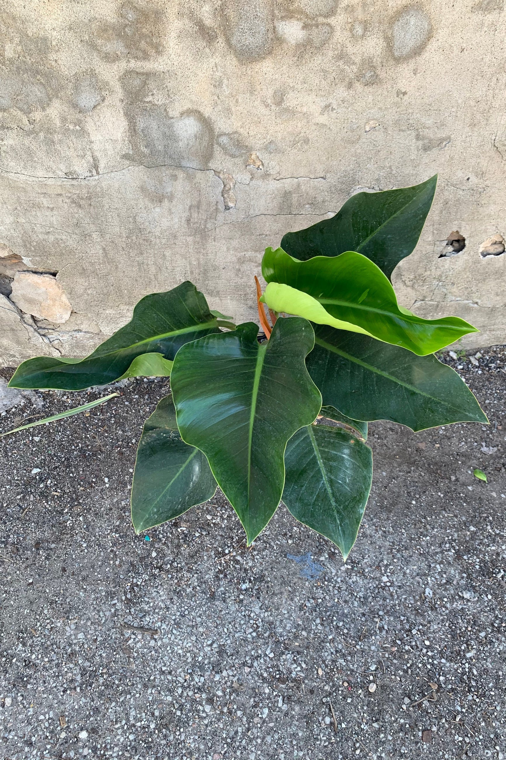 far shot of a philodendron congo in a 10" pot ©Sprout Home