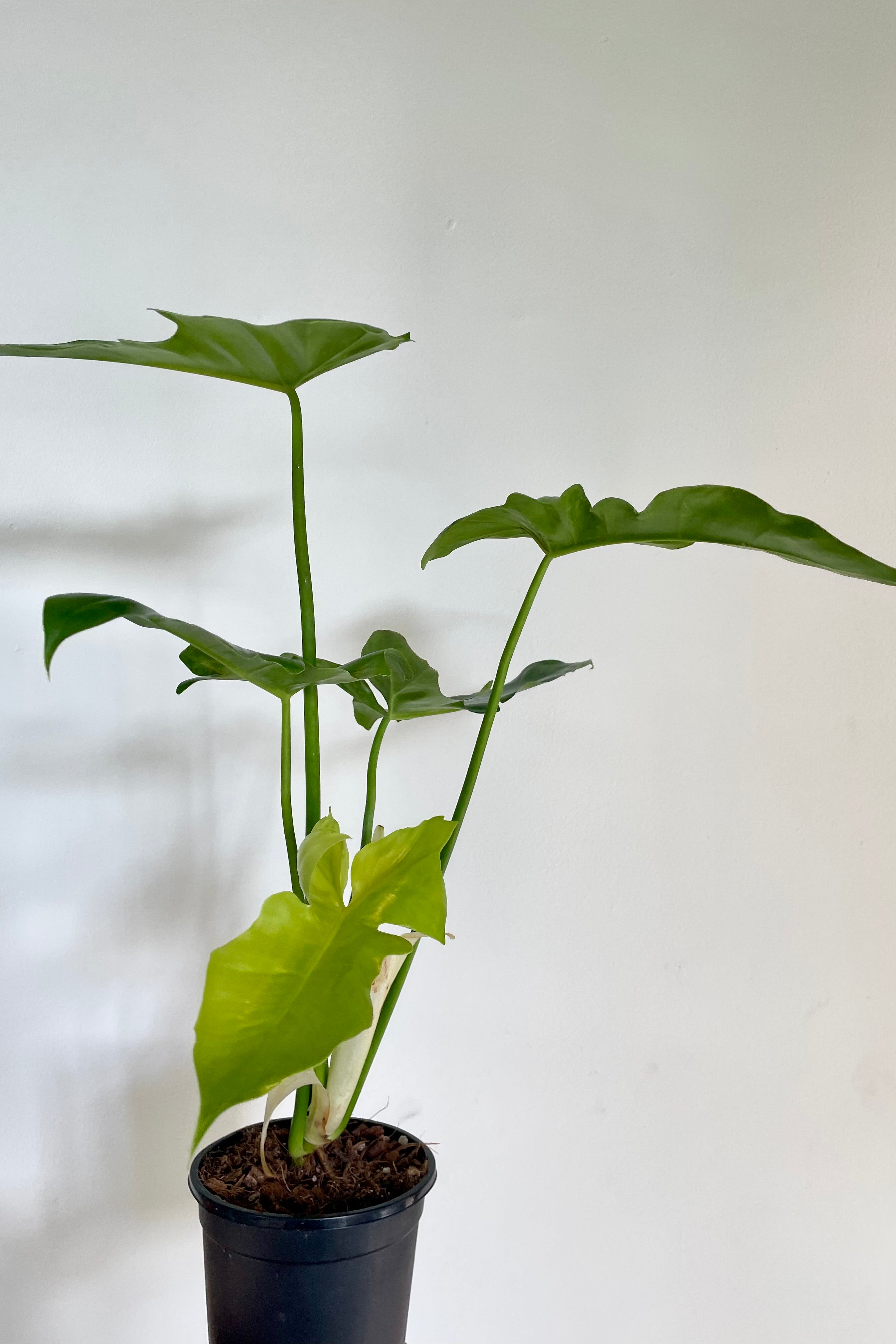 Photo of green leaves and stems of philodendorns against gay wall