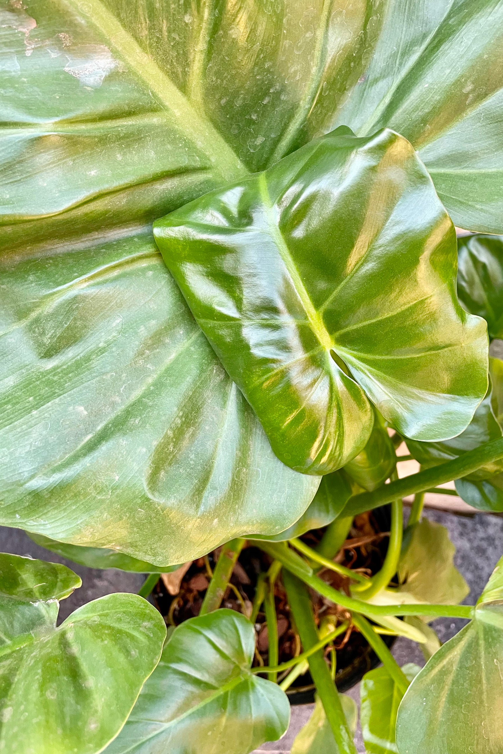 A glimpse at the gorgeous foliage that the Philodendron giganteum has to offer. ©Sprout Home