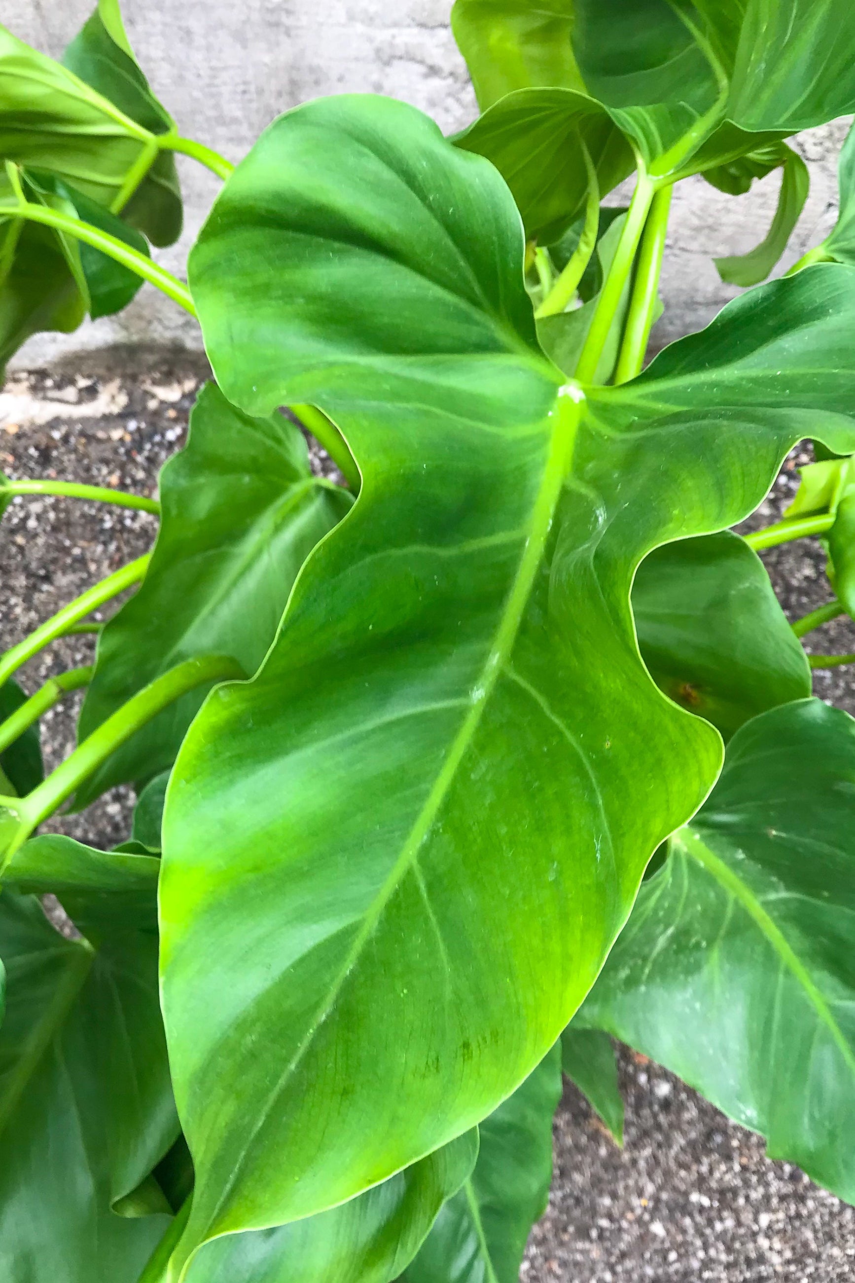 Close up of Philodendron giganteum leaves ©Sprout Home