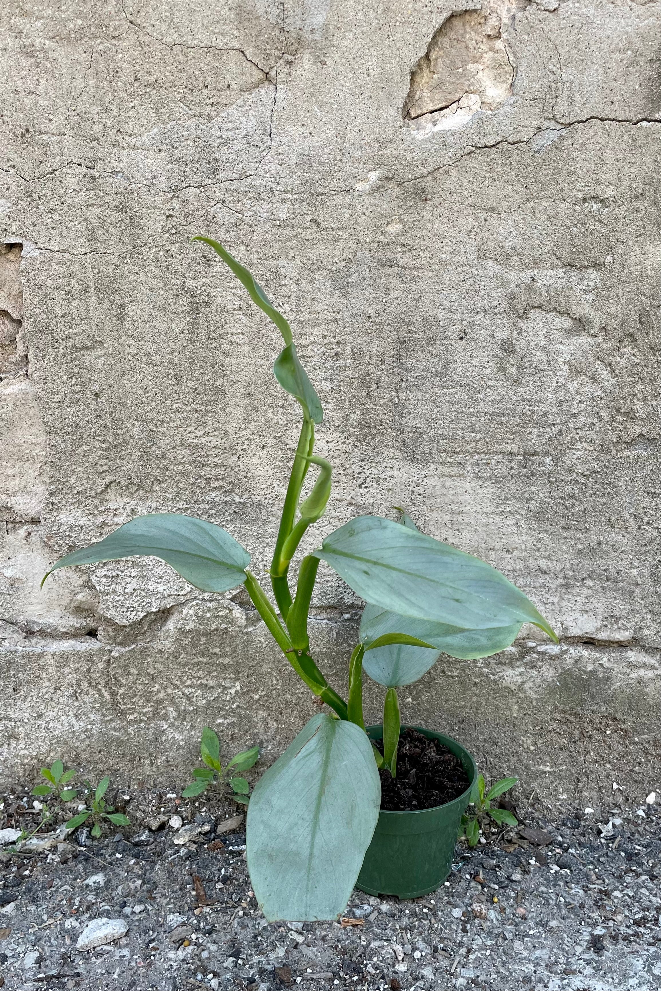 The Philodendron hastatum "Silver Sword" shown in a 4" growers pot against a grey wall.