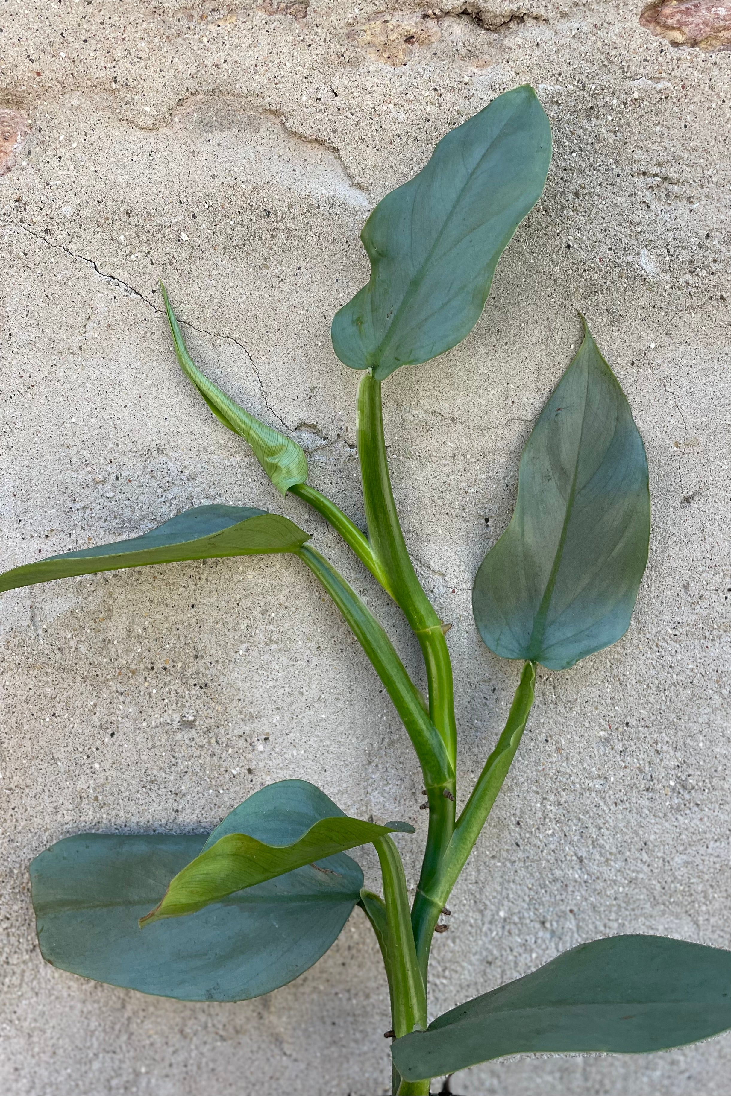 A detail picture of the Philodendron hastatum "Silver Sword" showing its blue green leaves.