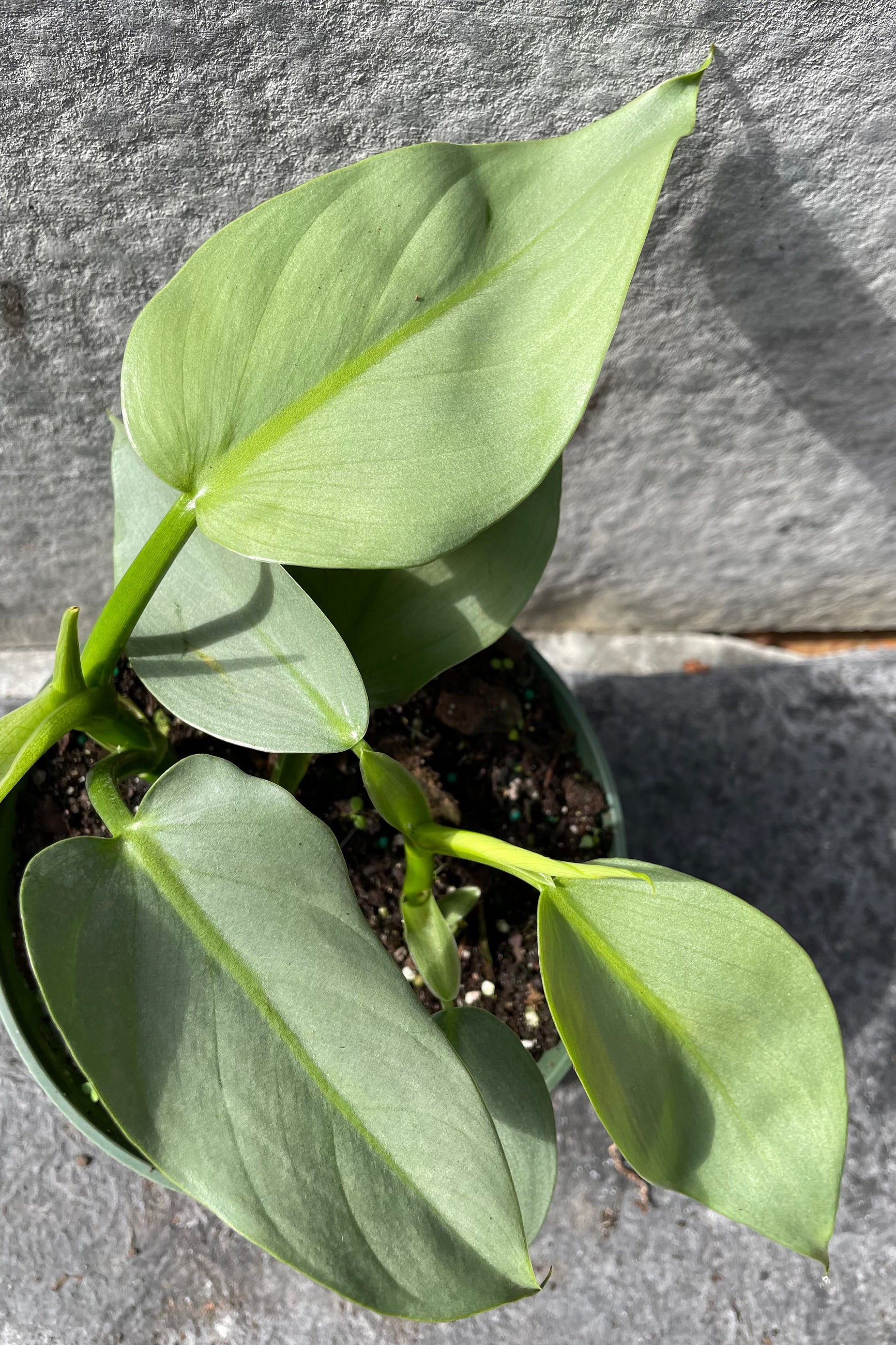 Close up of Philodendron hastatum "Silver Sword" leaves ©Sprout Home