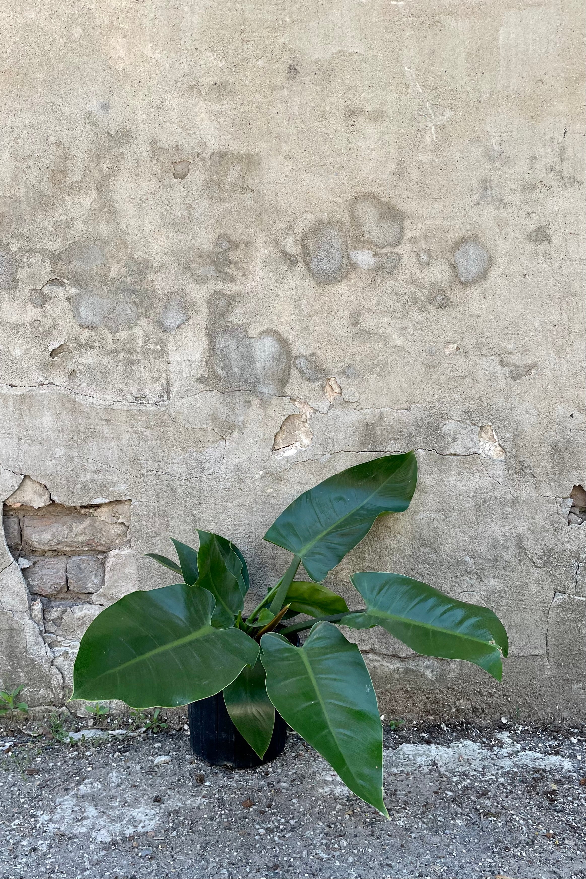 Photo of broad green leaves of Imperial Green Philodendron in black pot