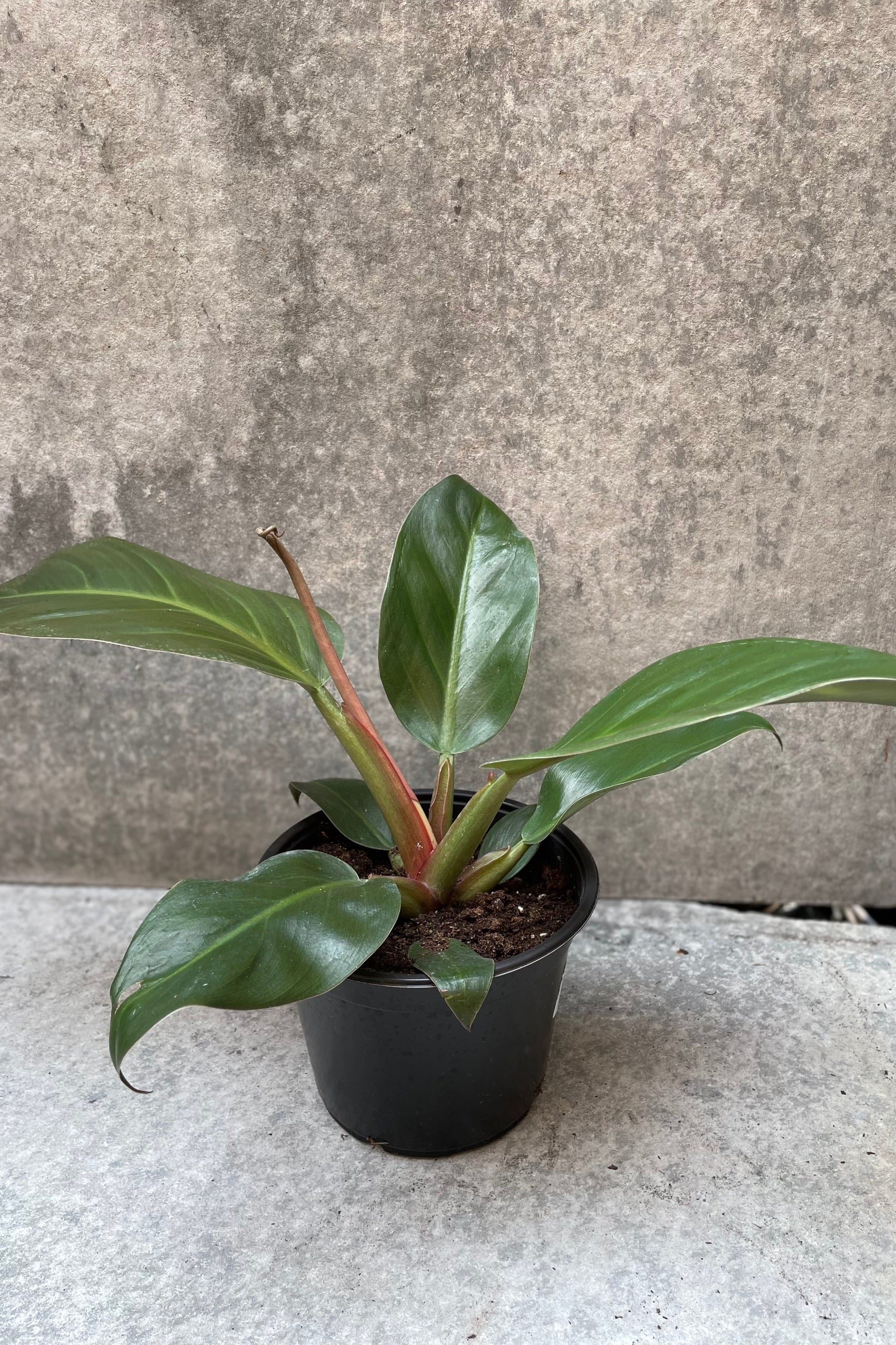 Philodendron Imperial Red plant in a 6" growers pot. ©Sprout Home
