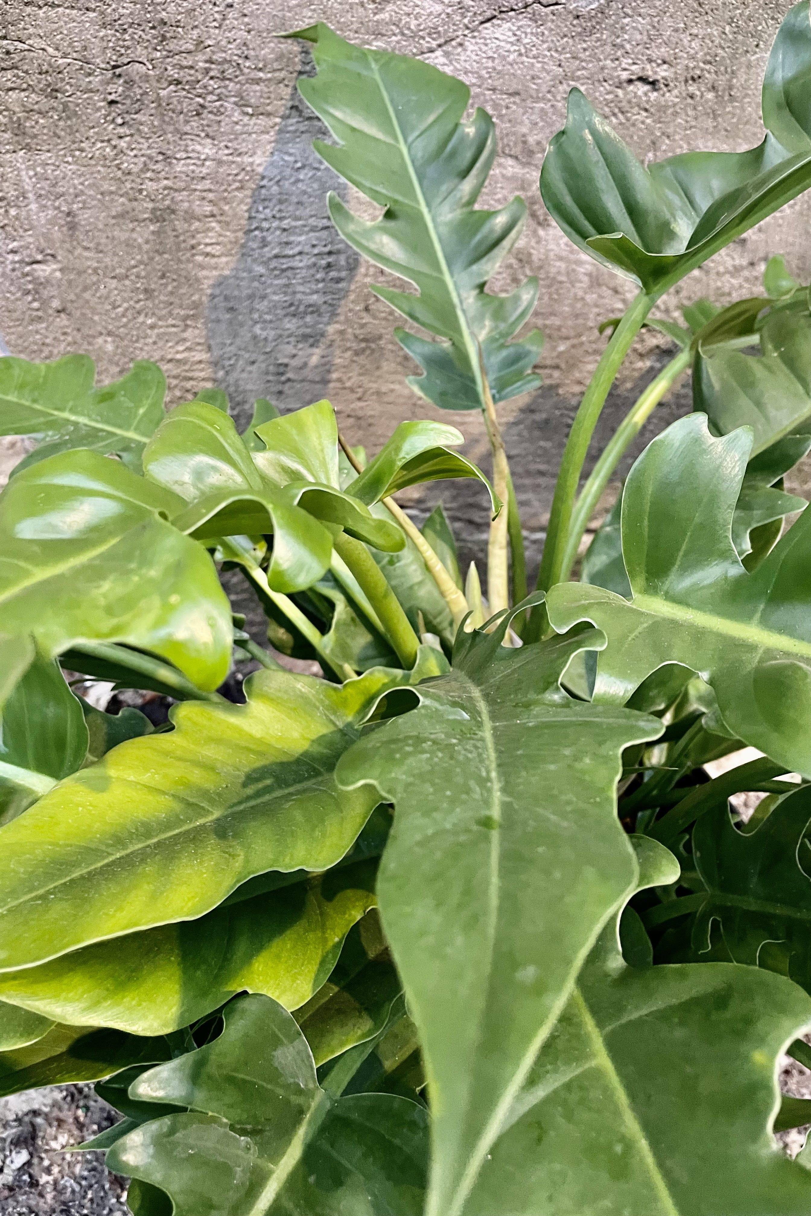 A detailed look at the Philodendron 'Jungle Boogie'/