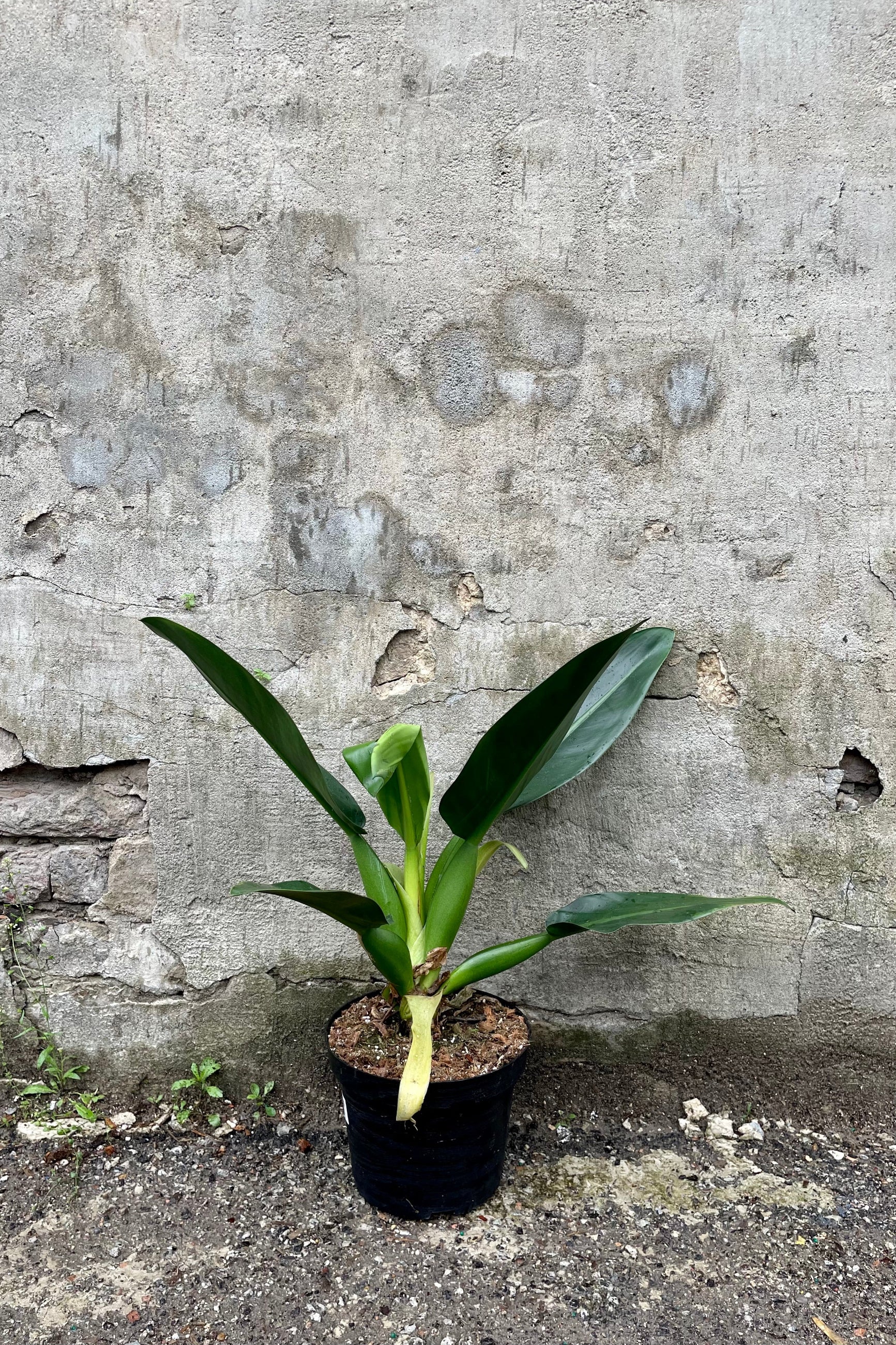Philodendron martianum 'Fat Boy' 6" against a grey wall ©Sprout Home