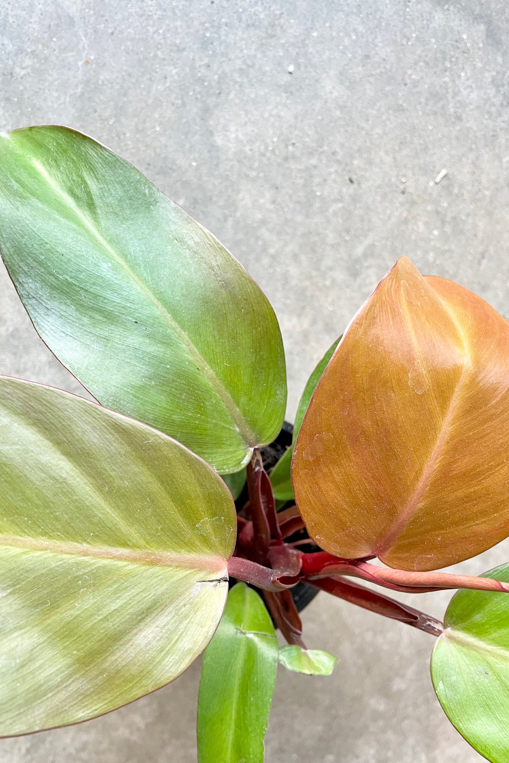 Philodendron 'McColley's Finale' showing the colorful leaves from above at Sprout Home. ©Sprout Home
