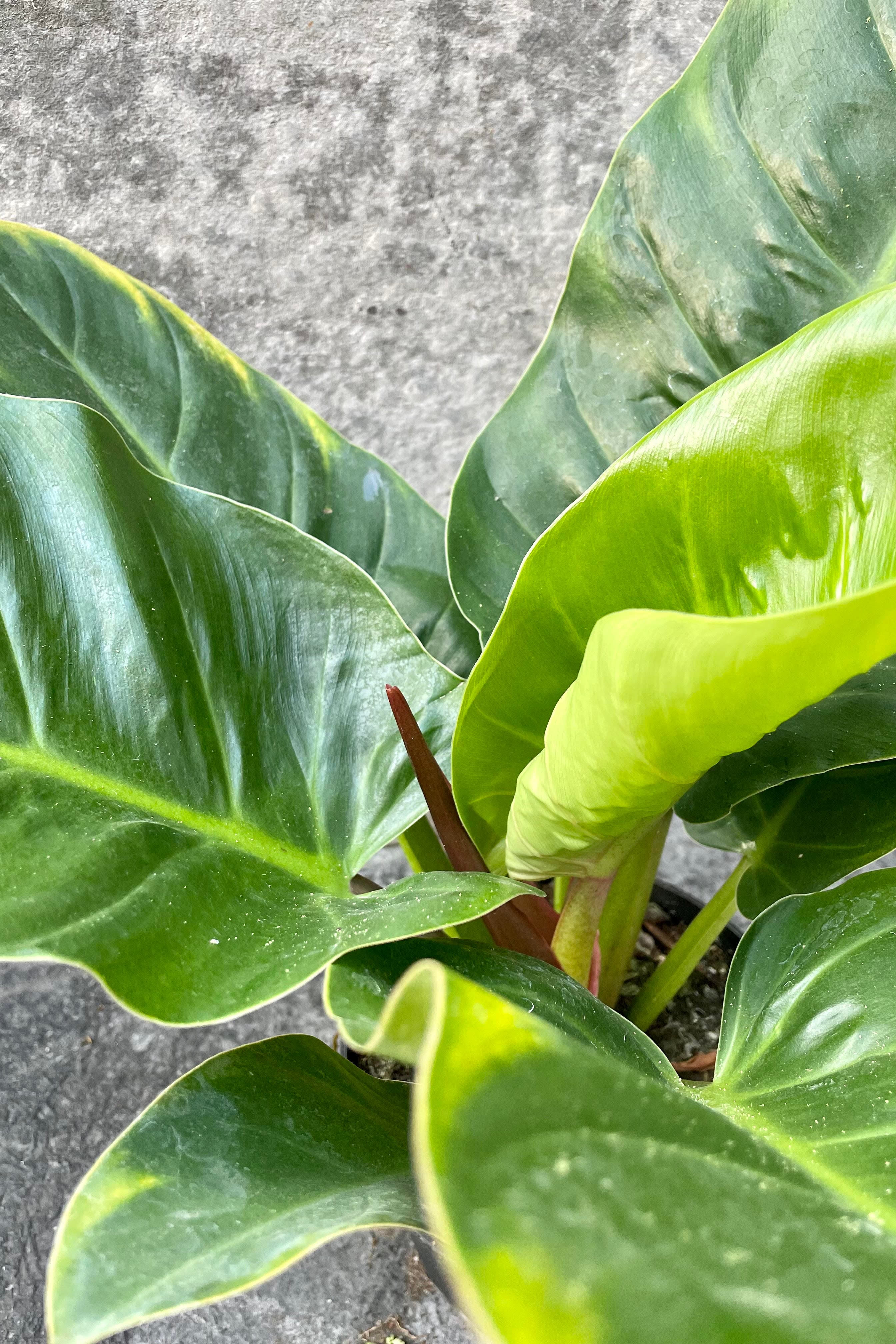 A closer look at the Philodrendron melinonii's foliage.