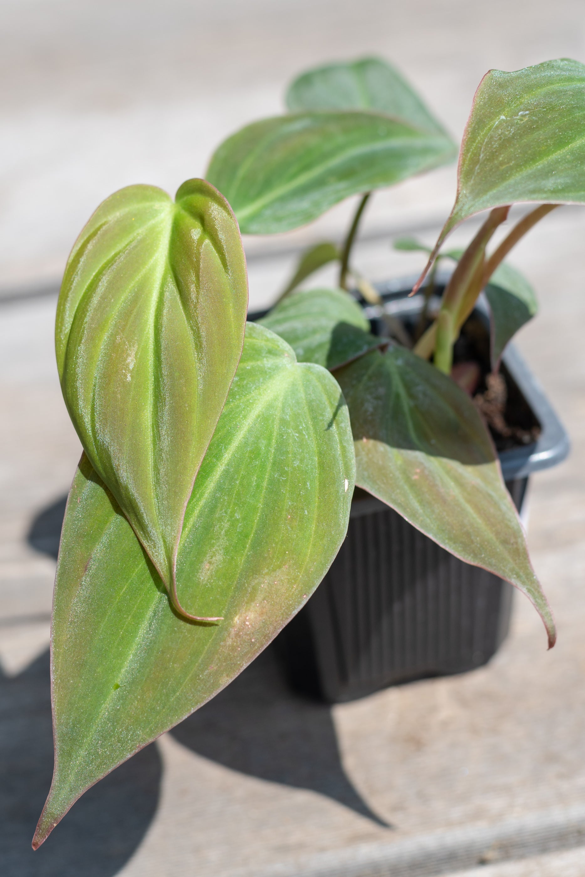 Close up of Philodendron hederaceum 'Micans' leaves
