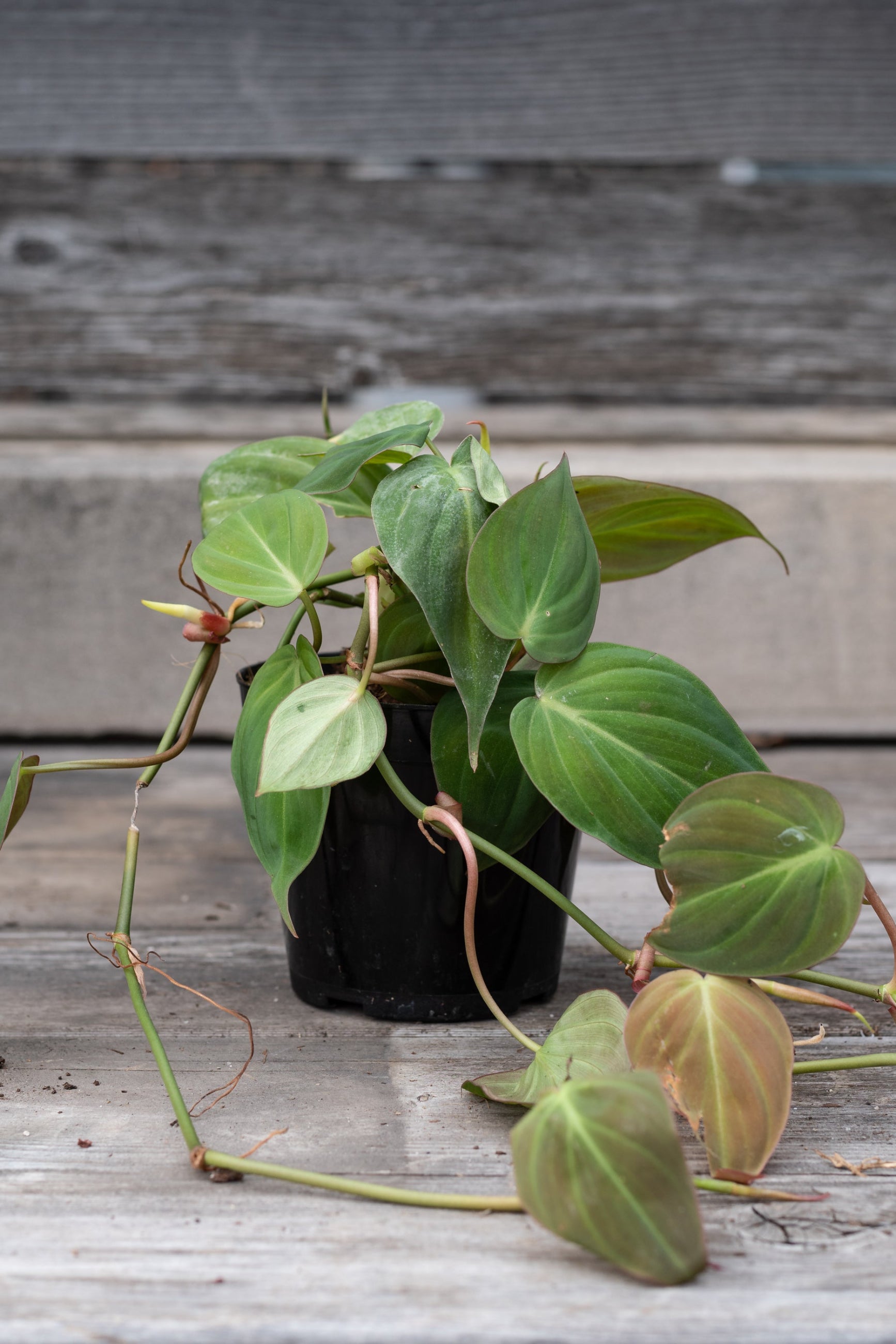 Philodendron 'Micans' in a 4" growers pot in front of a wood fence. ©Sprout Home