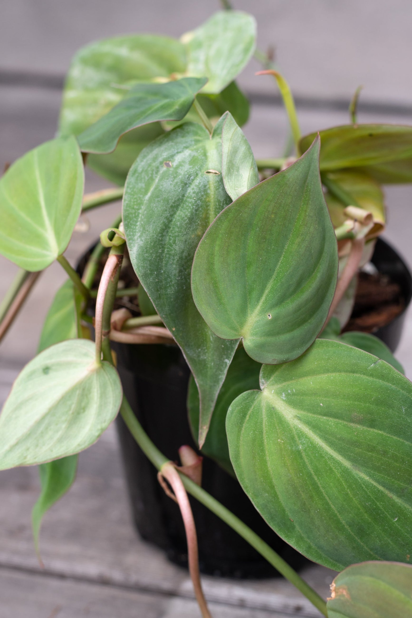 A potted Philodendron hederaceum 'Micans' with dark green leaves with a coppery glow, visible in bright light, placed on a wooden surface. ©Sprout Home