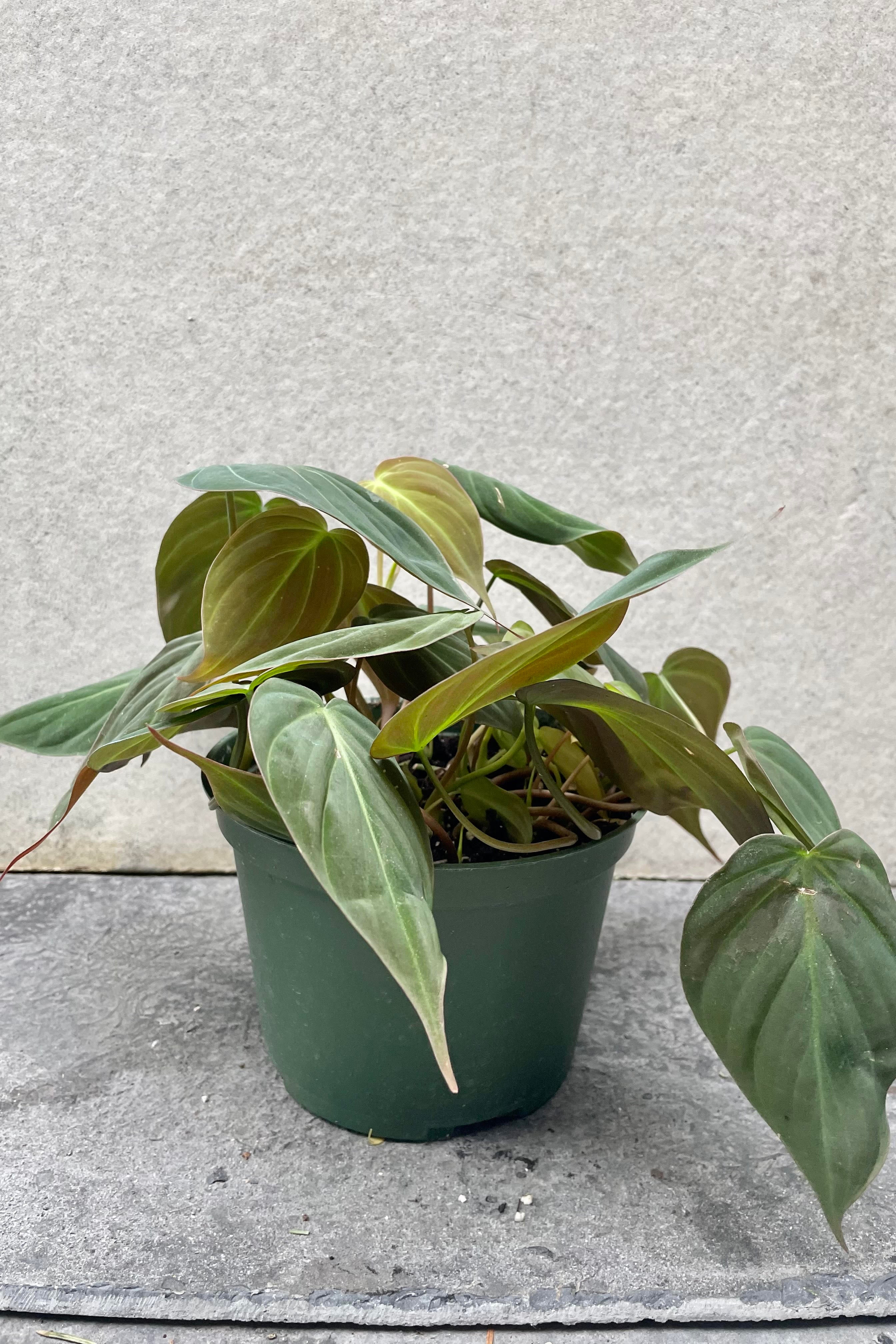 The Philodendron hederaceum 'Micans' sits in a 6 inch growers pot against a grey backdrop.