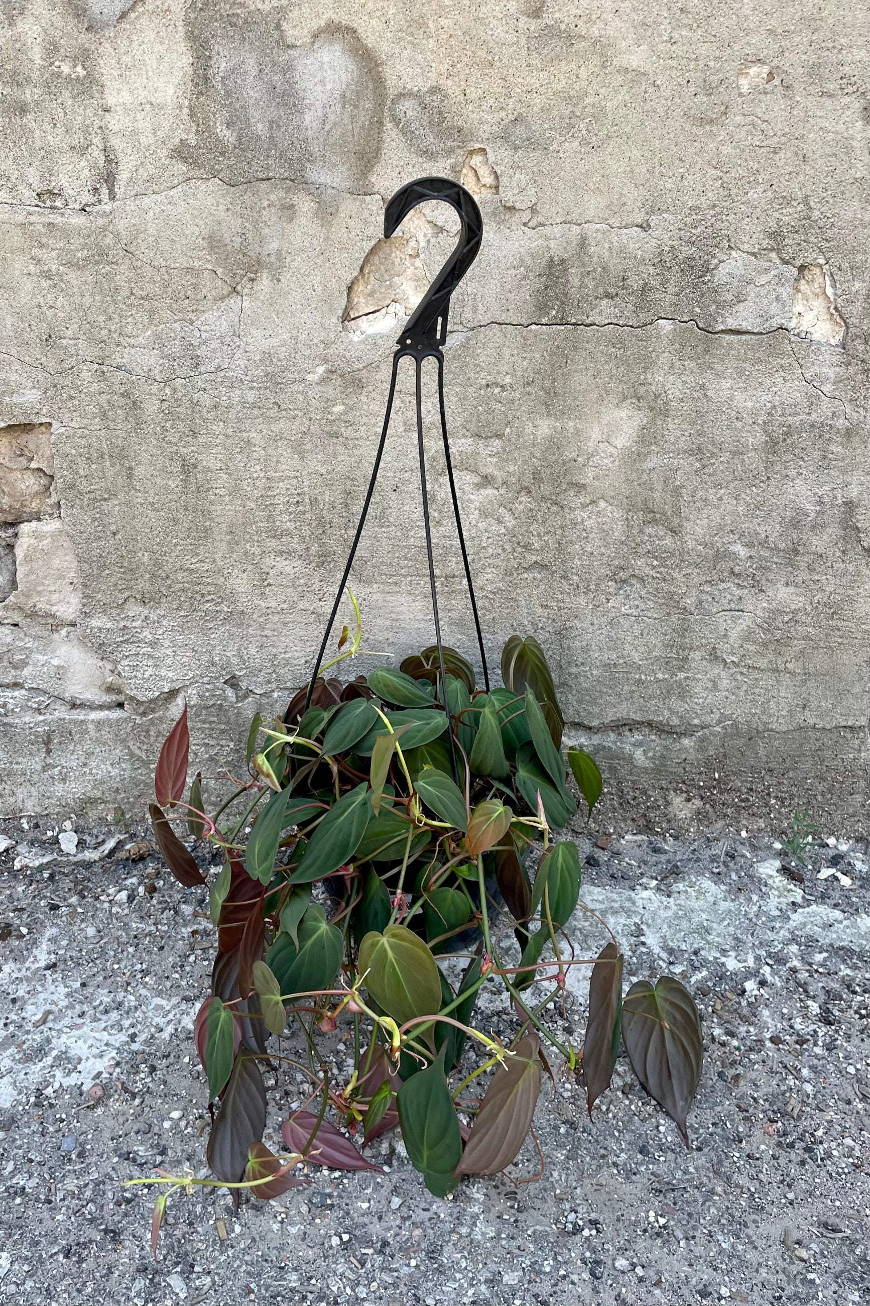 Philodendron hederaceum 'Micans' 8" against a grey wall ©Sprout Home