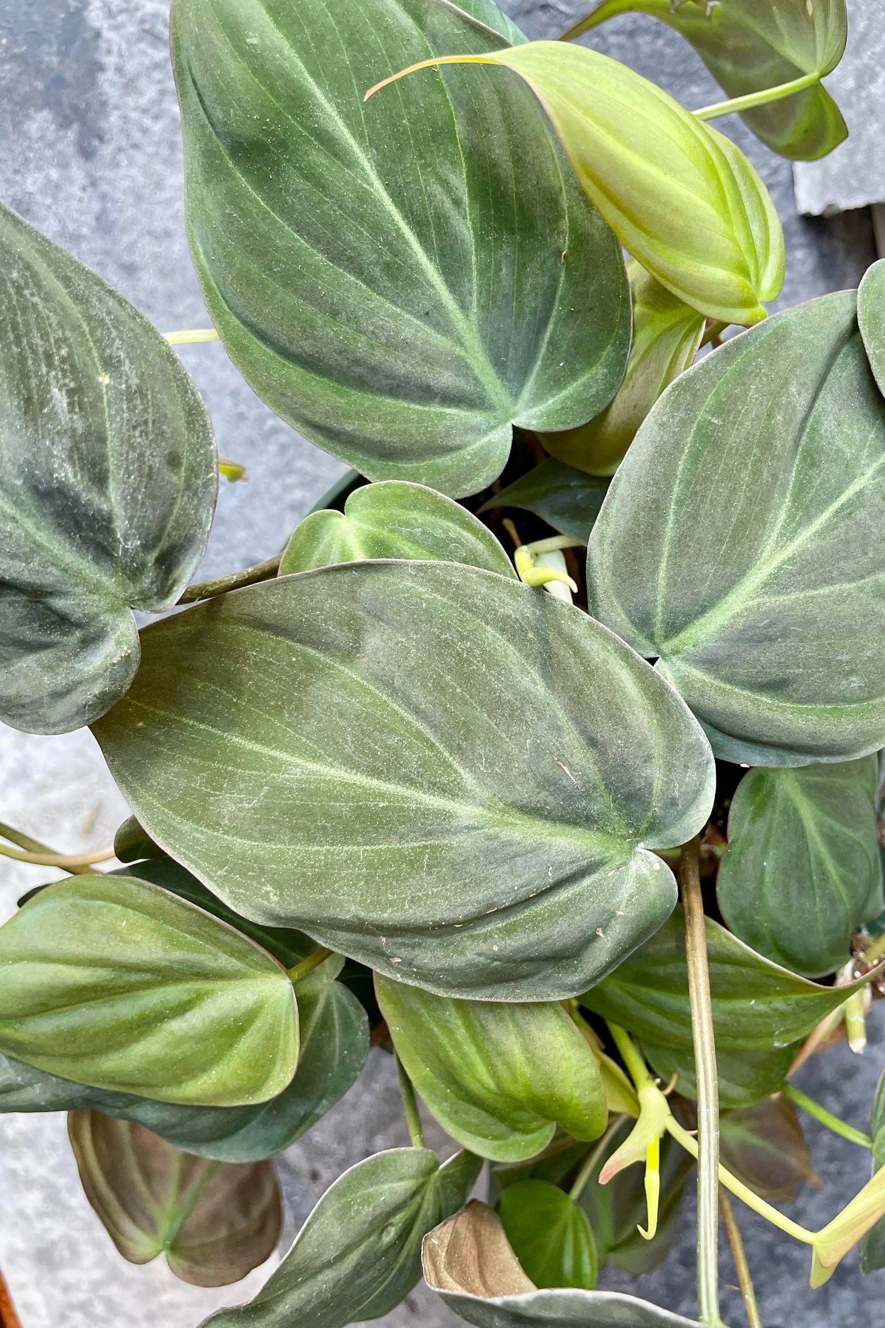 A detailed look at the Philodendron hederaceum 'Micans' ©Sprout Home