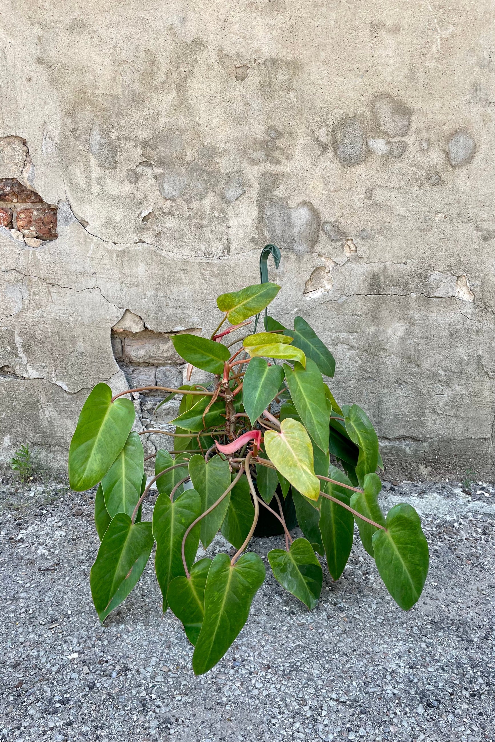 Philodendron 'Painted Lady' 10" against a grey wall ©Sprout Home