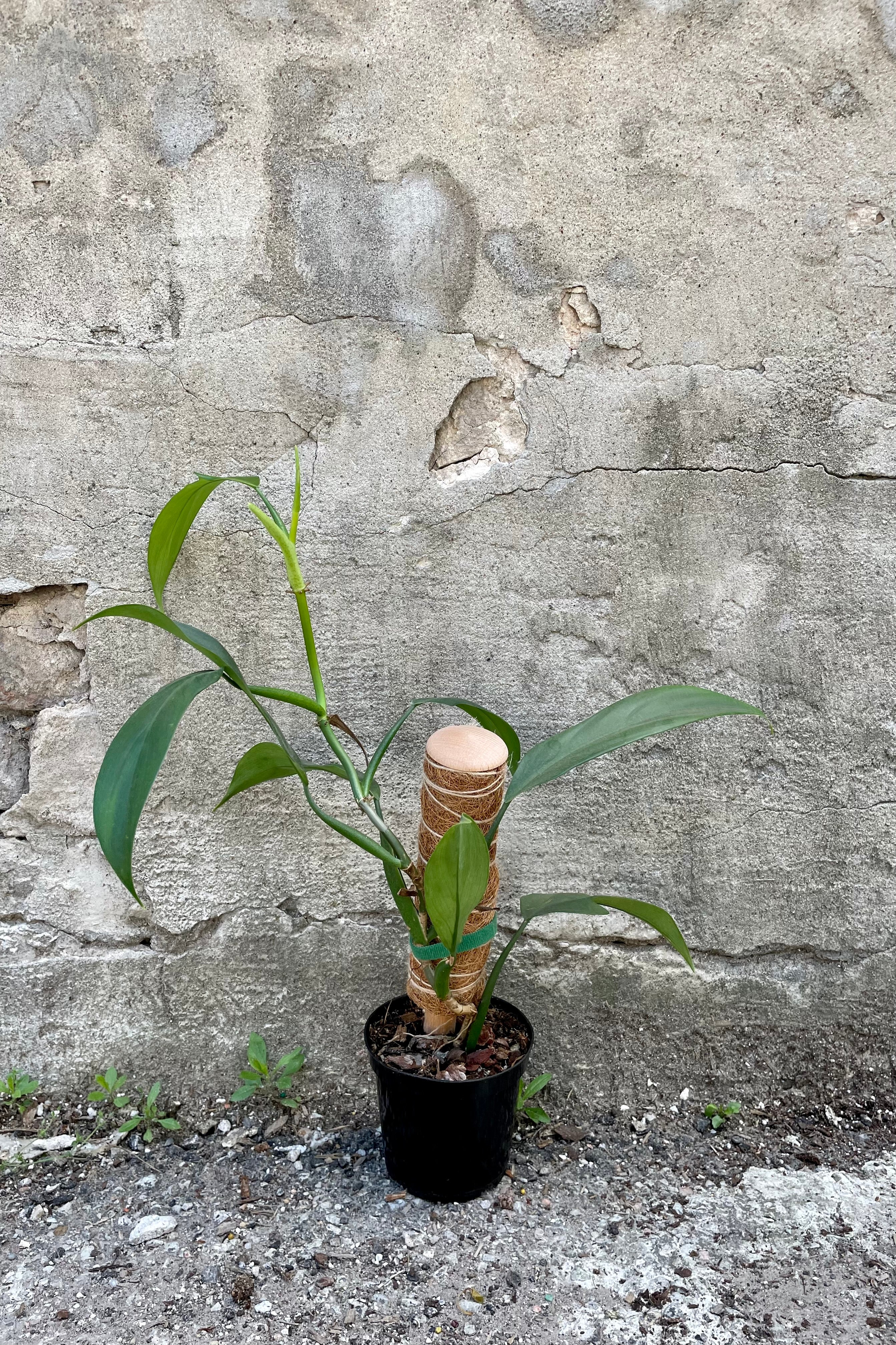 Photo of green Philodendron leaves and vines on moss pole.