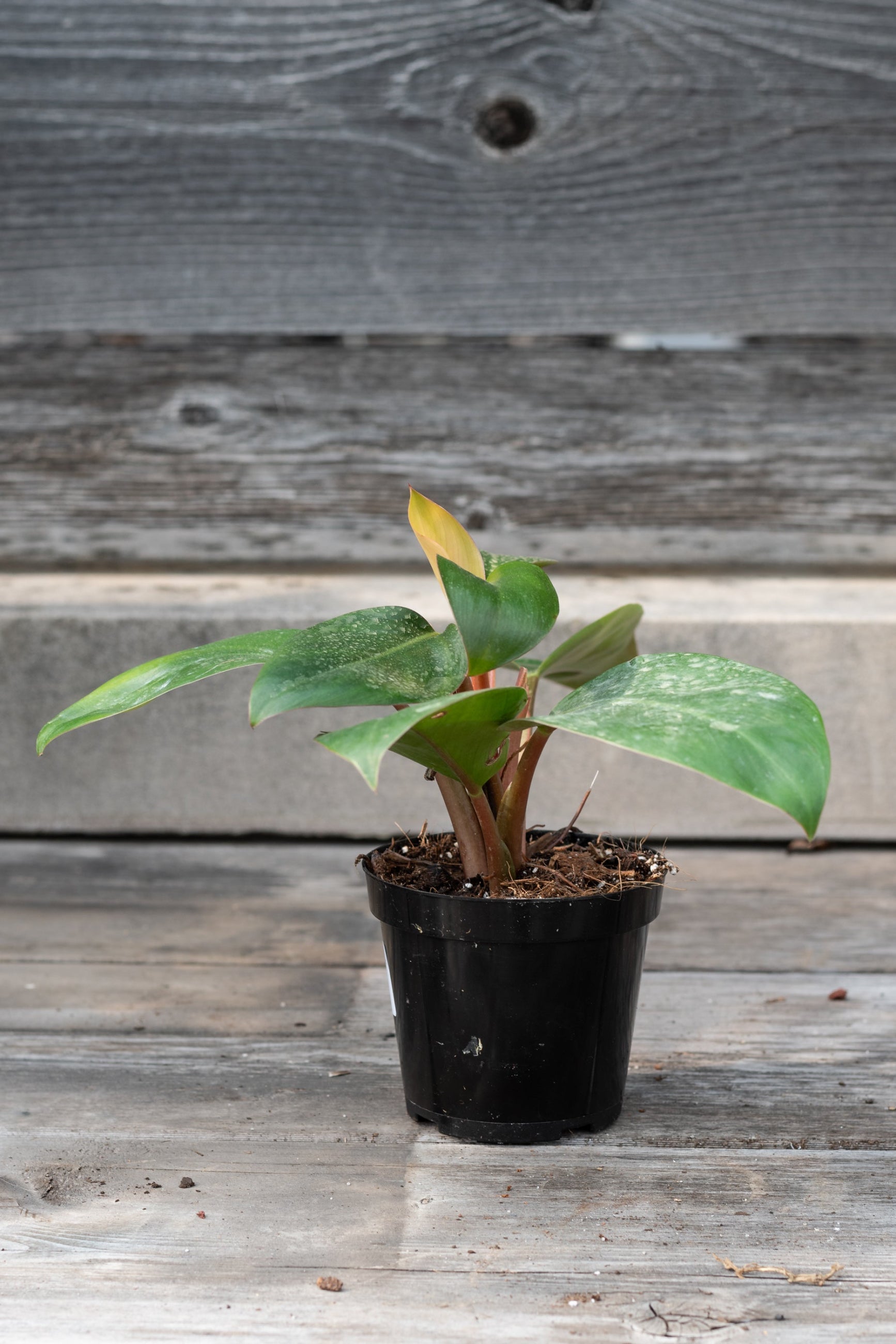 Red Congo Dwarf Philodendron in a 4" growers pot ©Sprout Home