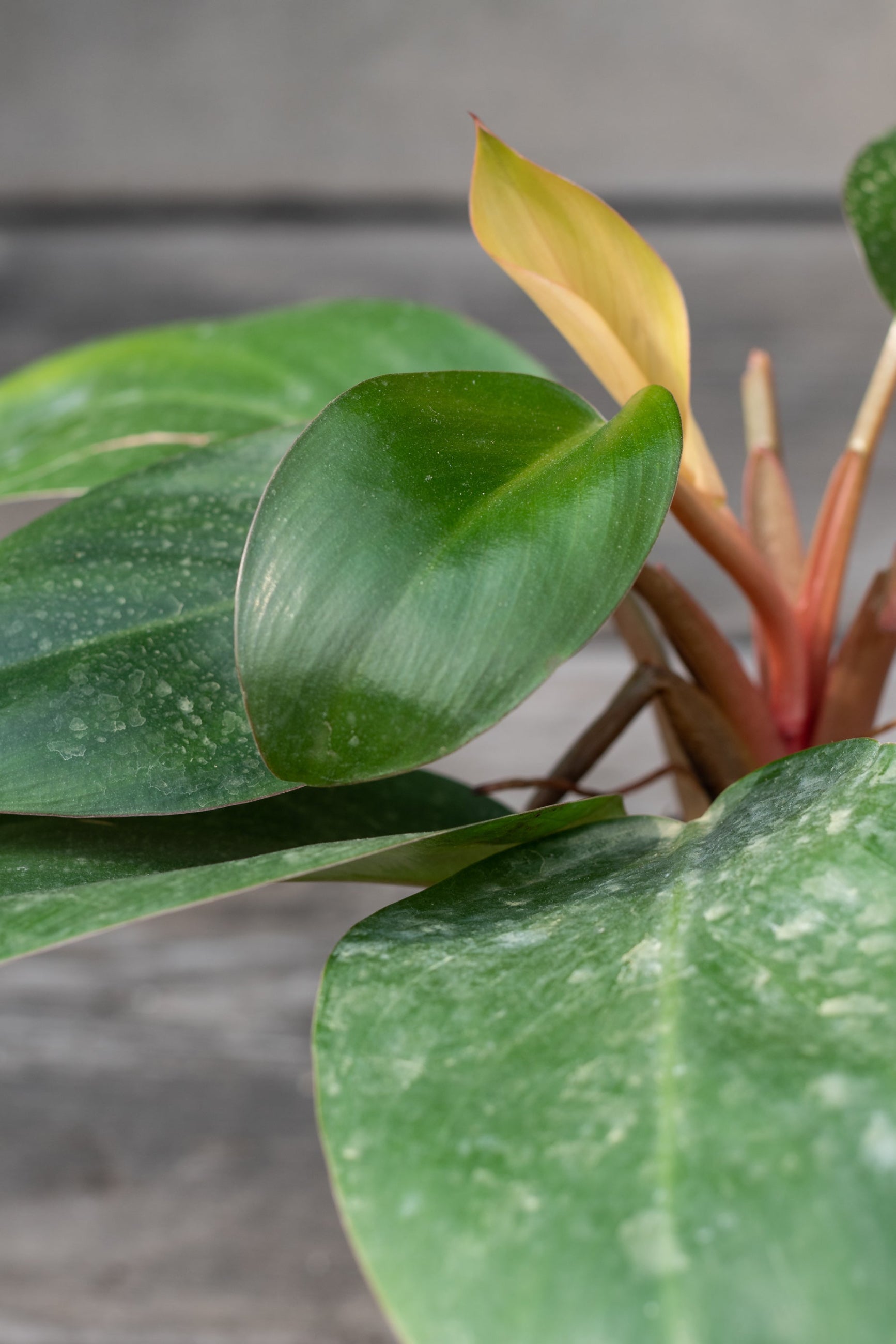 A close-up of the Philodendron 'Red Congo Dwarf' plant showing its dark green leaves and bright red stems. ©Sprout Home