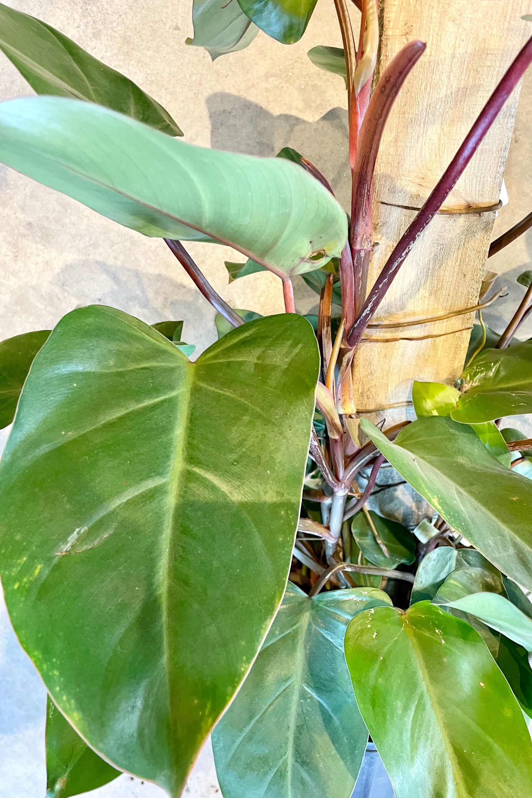 philodendron red emerald light Philodendron erubescens 'Red Emerald' totem 10"