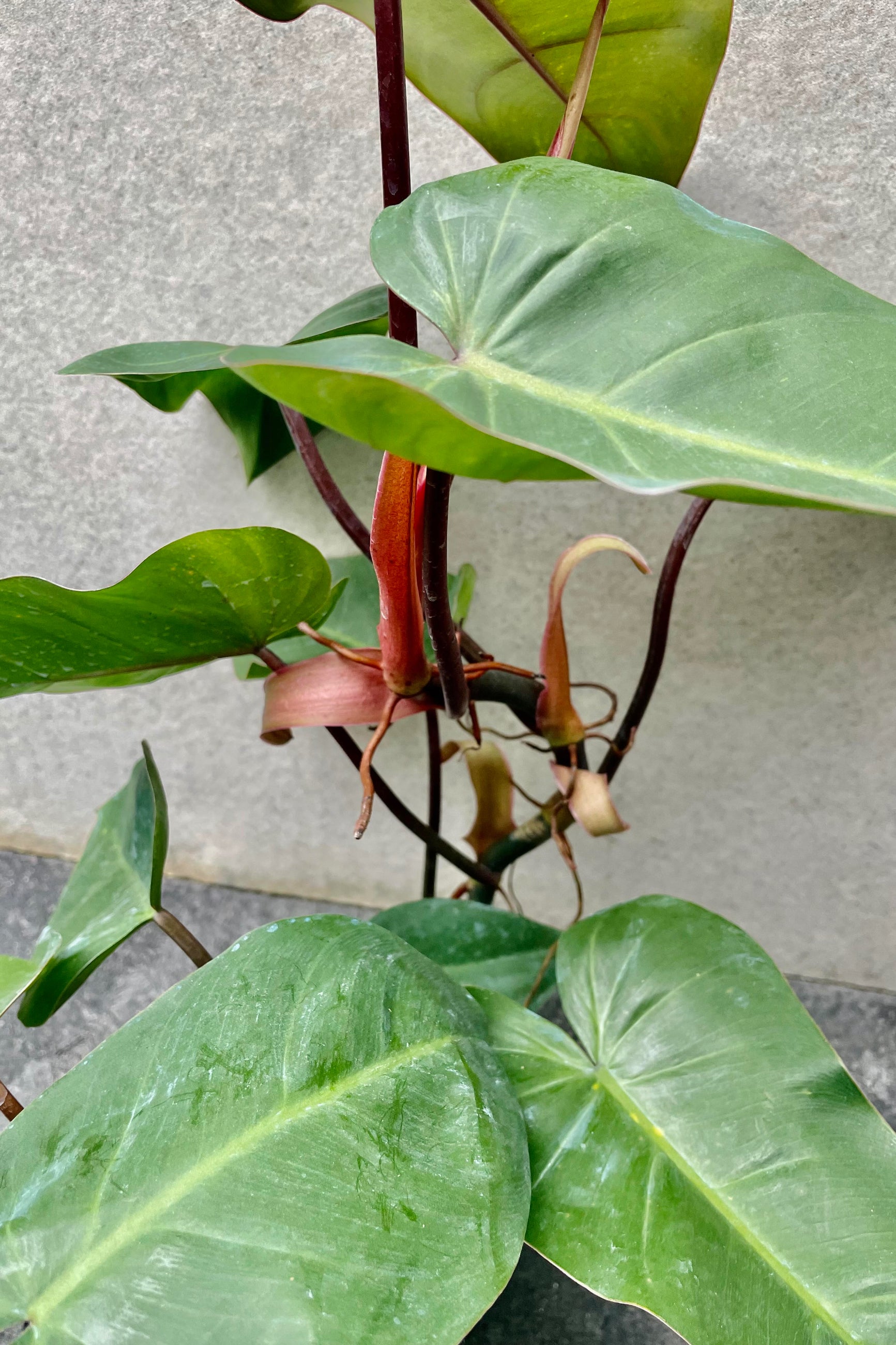 A detailed look at the Philodendron erubescens 'Red Emerald' ©Sprout Home