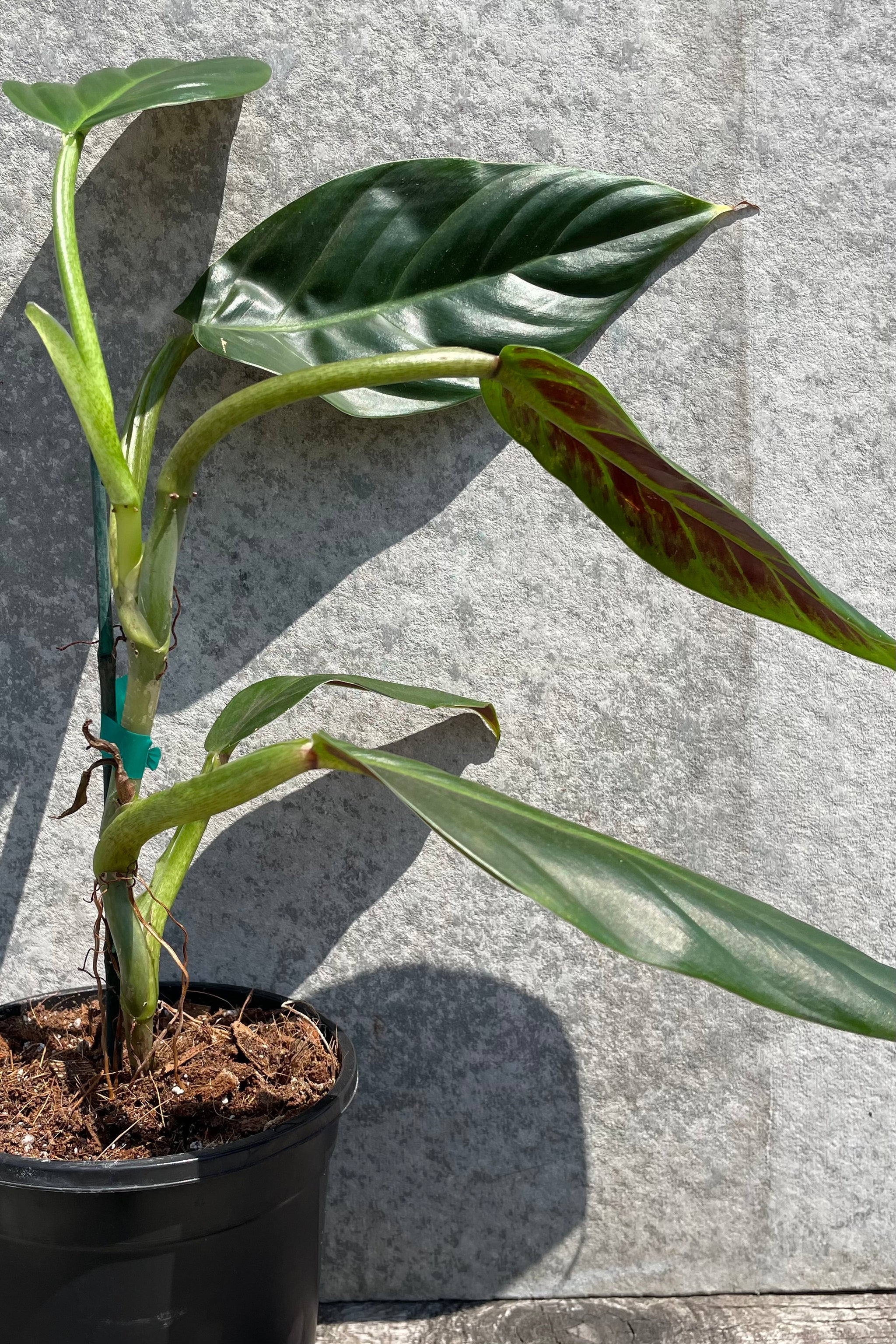 monstera philodendron subhastatum Philodendron subhastatum 5"