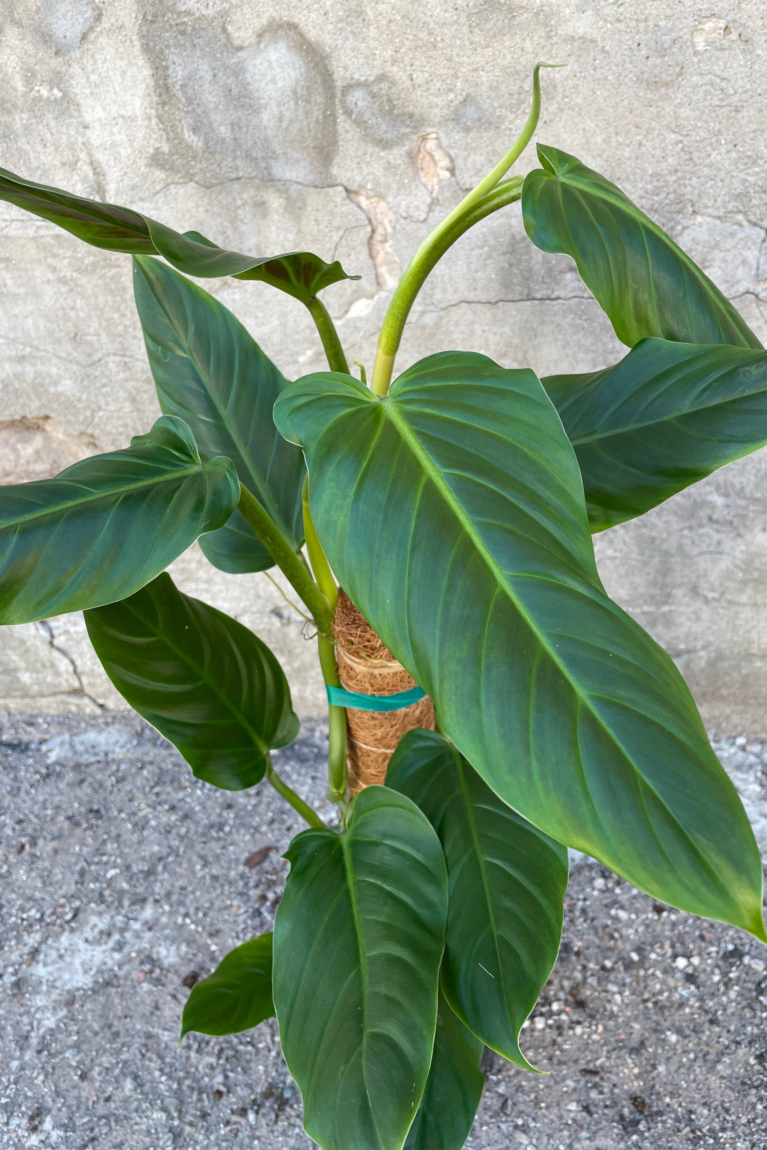 Close up of Philodendron subhastatum leaves