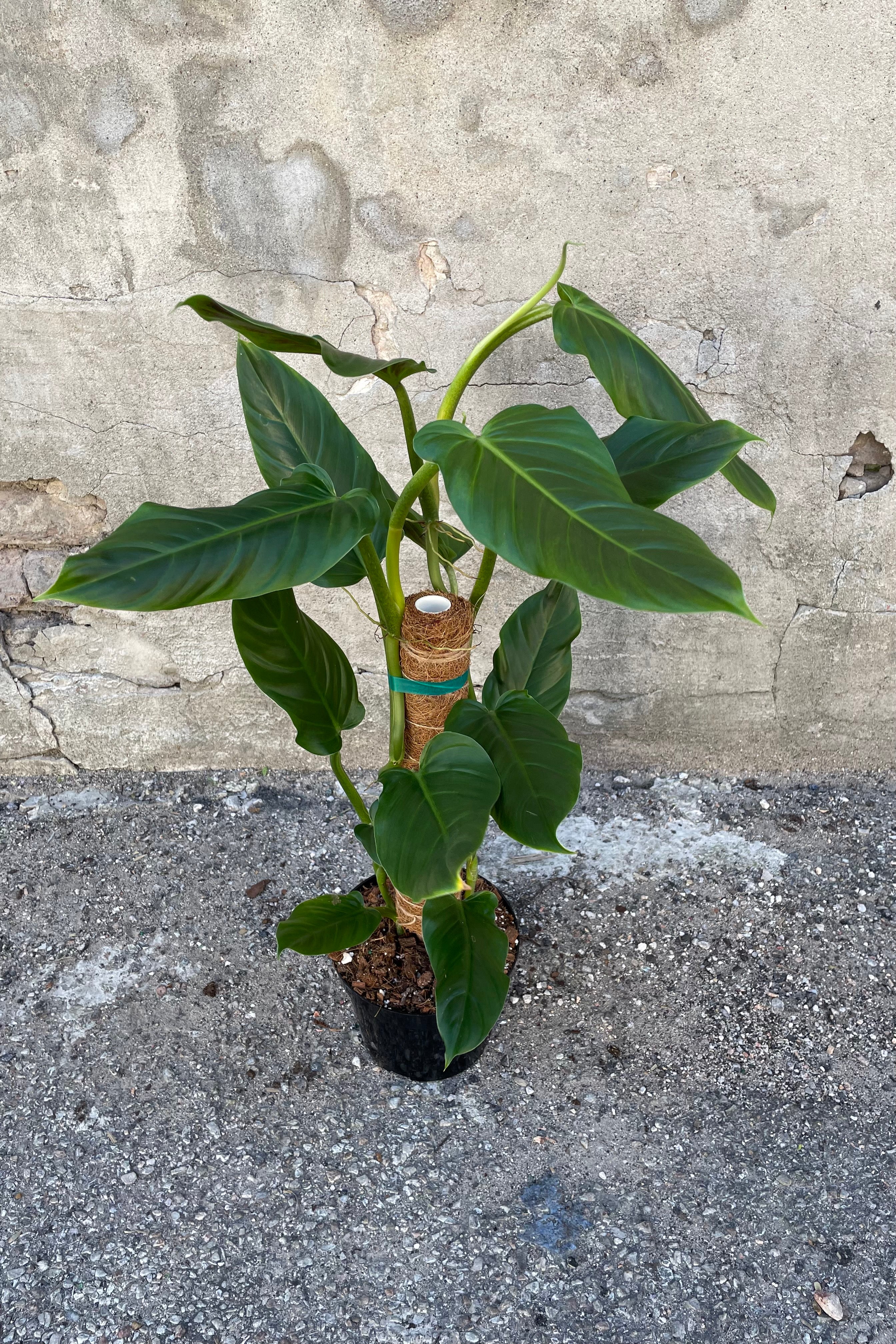 Philodendron subhastatum climbing up moss pole in front of concrete wall