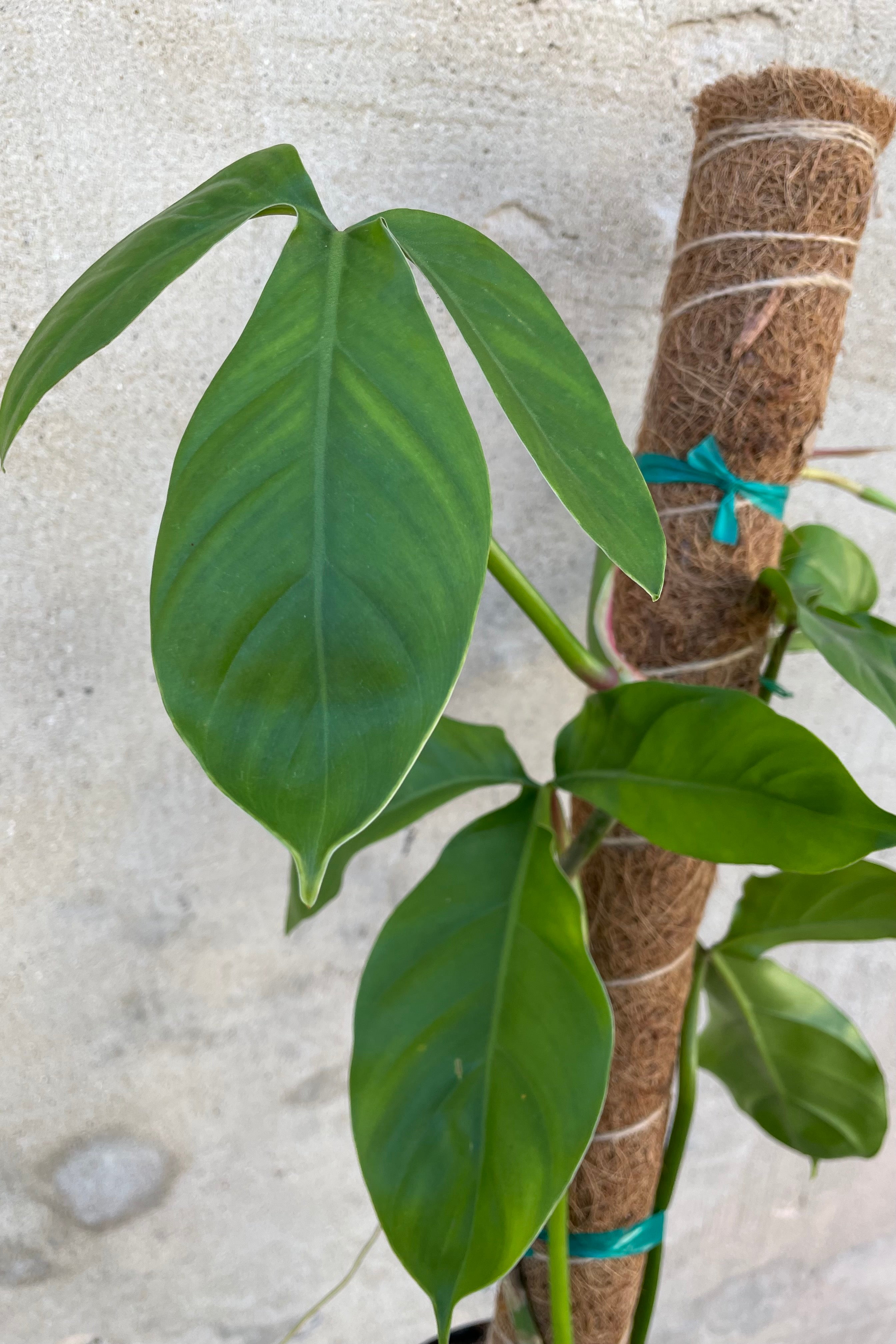 Close up of Philodendron tripartitum leaves climbing up moss pole